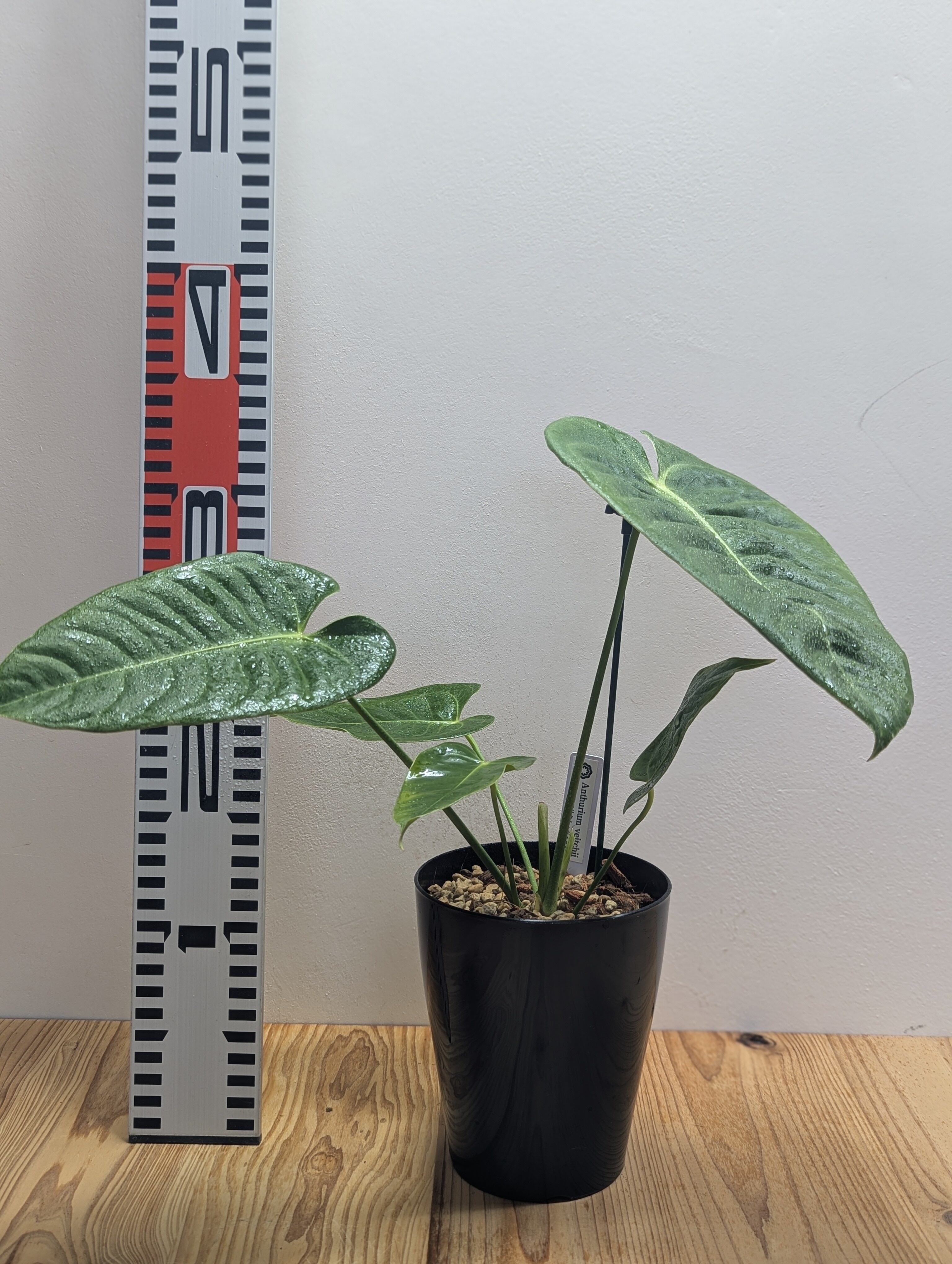 アンスリウム・ベイチー 黒鉢4号（Anthurium veitchii) | GREEN Road