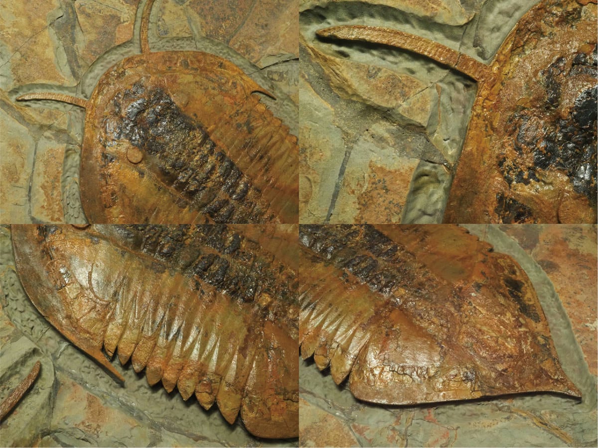 2匹w超大型プレート！触覚！三葉虫【Megistaspis hammondi】【5970g