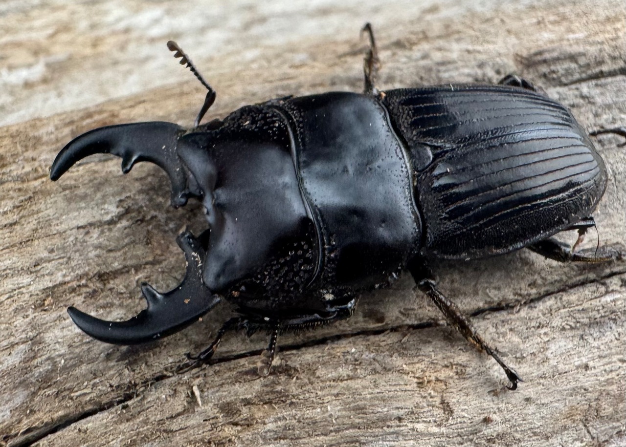 【WF2】《フィリピンネブト亜種バンガイエンシス 30mm ペア》