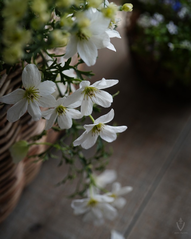 クレマチス　カートマニー　ジョー　3.5号