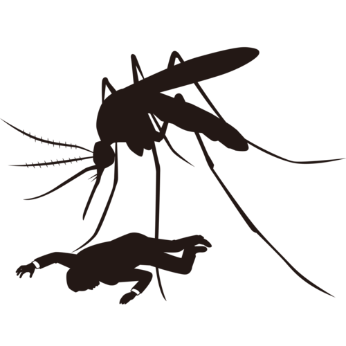 Mosquito