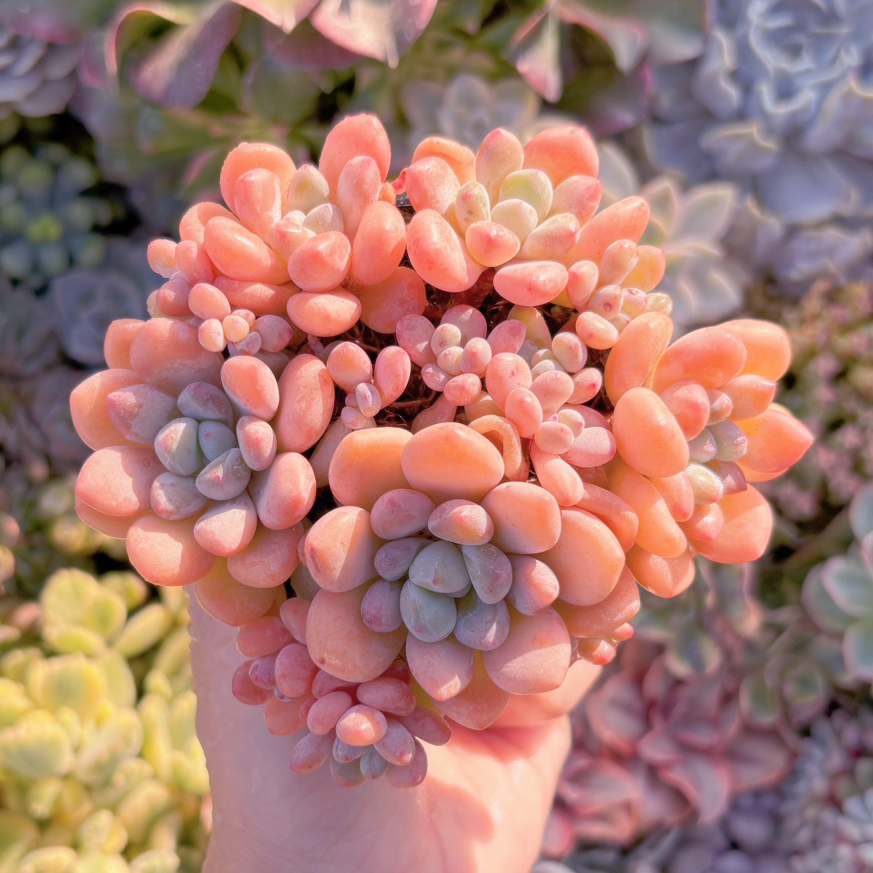 現品　ラブリーベア#M159　群生　るる農園