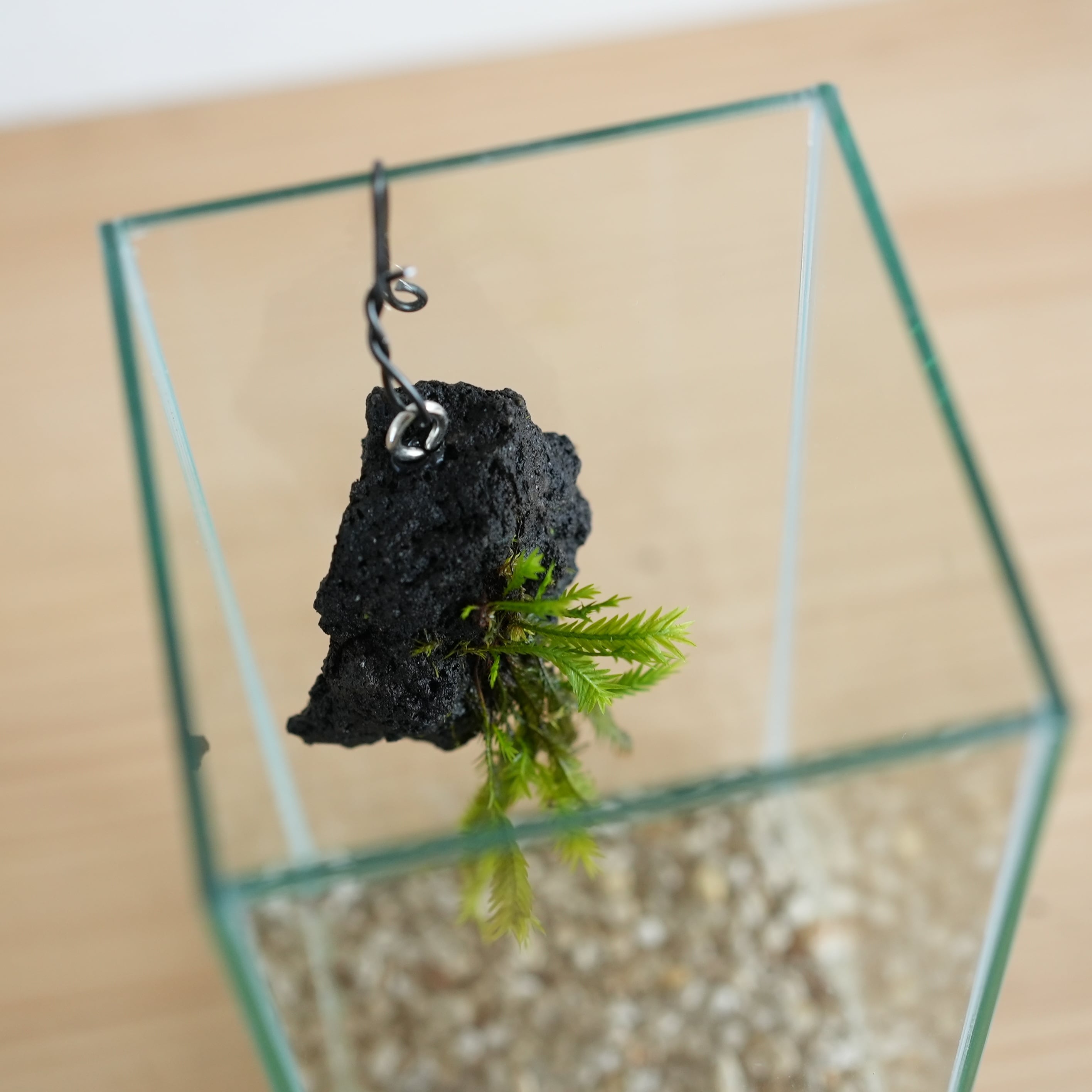 ◇現品◇吊り下げ着生苔石（ホウオウゴケ）2026.3.22 #3【容器付き