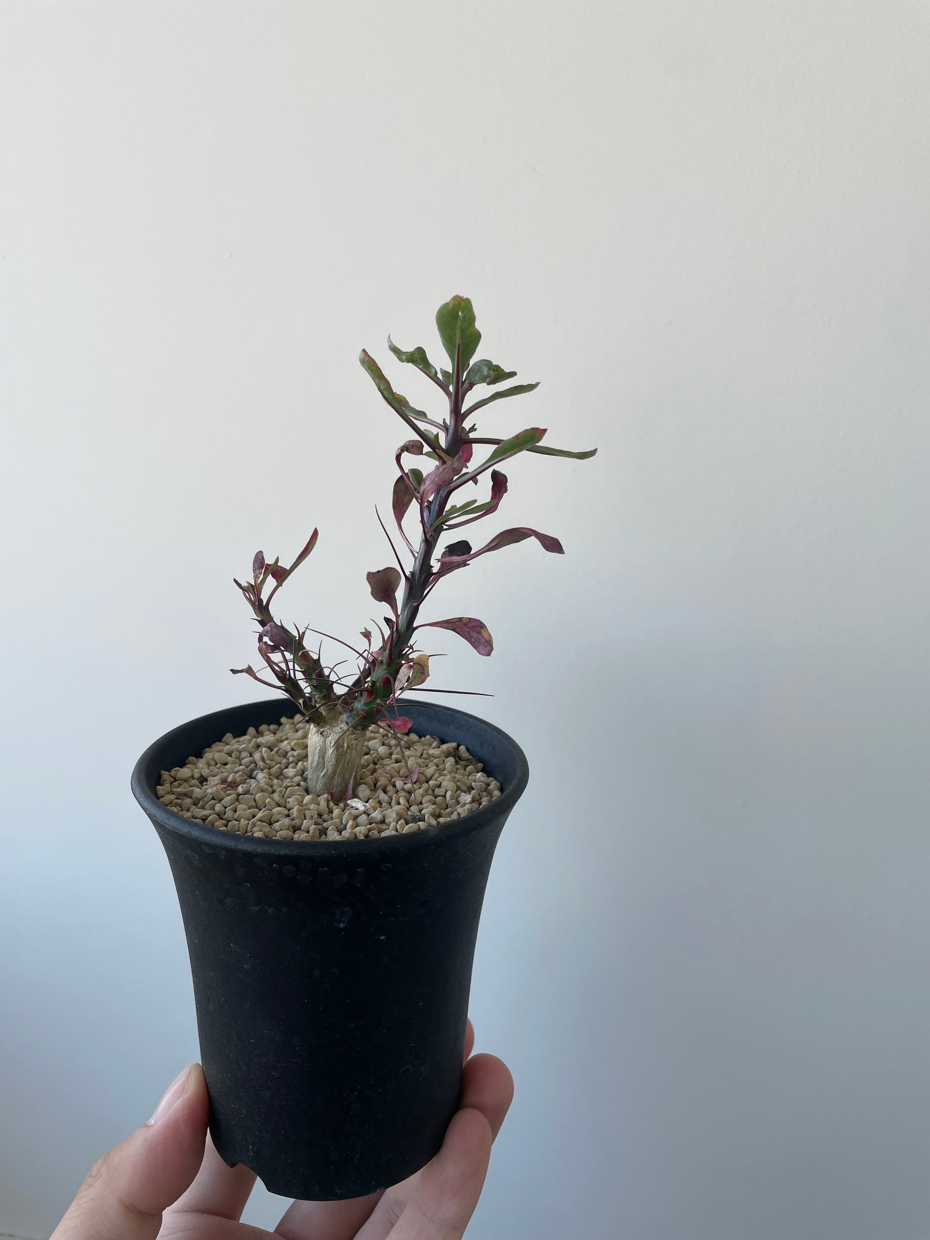 新着】Fouquieria fasciculata 10【激レア塊根・ぷっくり選抜実生株