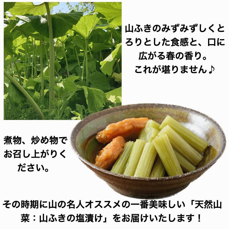 山形県産 フキ 塩漬け 5kg(1kg×5袋) 塩蔵 山ふき 蕗 山菜 野菜 【公式