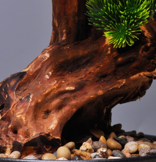 水やり不要 迎客松 – 格上げインテリア