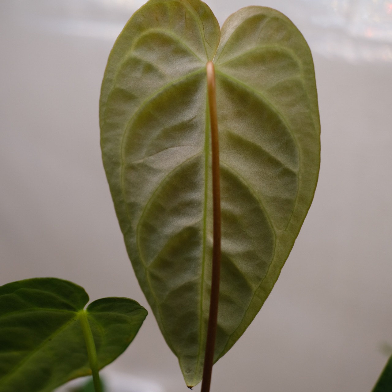 【希少な交配種】アンスリウム・ワロクアーナム × レガレ② / Anthurium warocqueanum × regale / 観葉植物<育て方・花言葉>