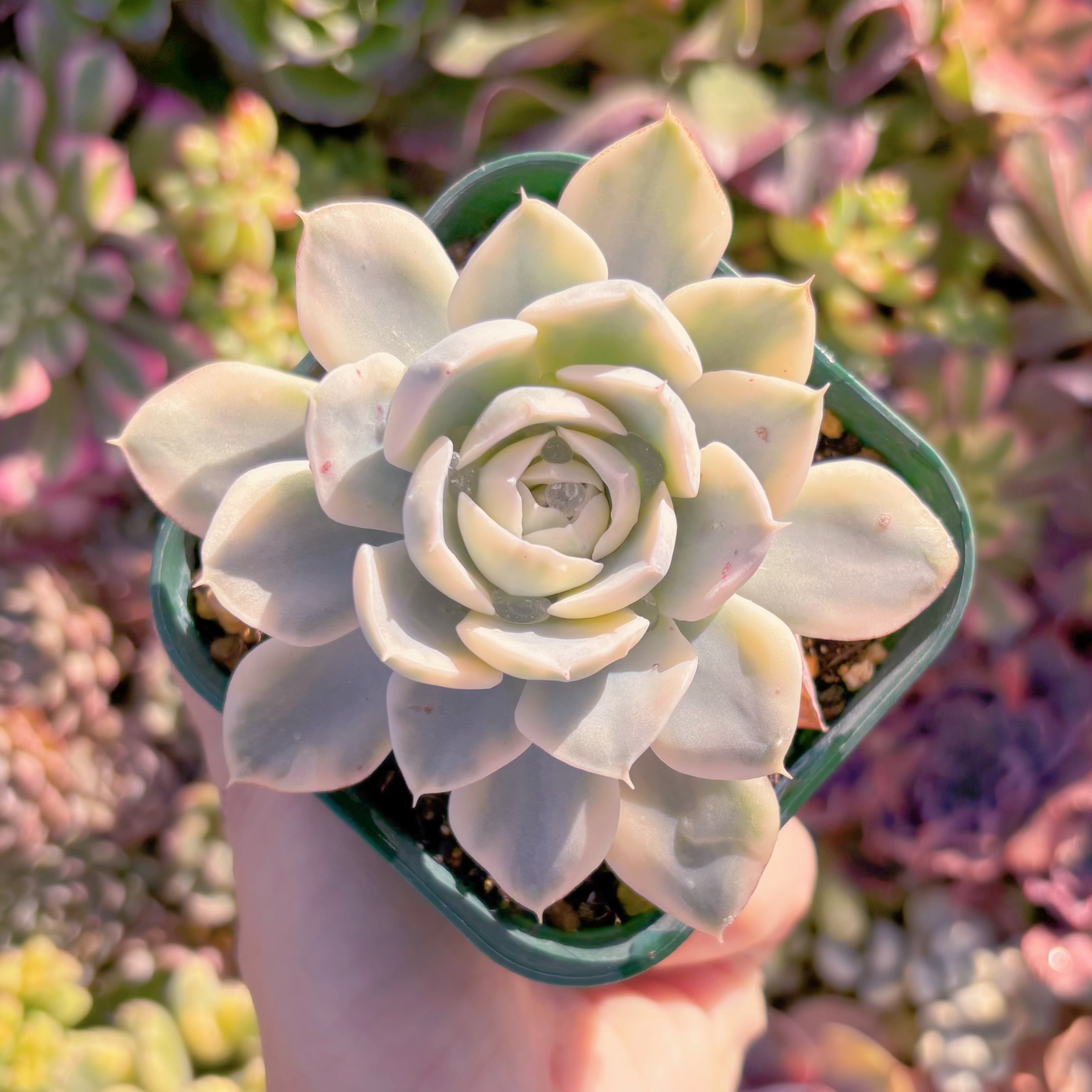 現品　ルヨンニー錦#522　るる農園