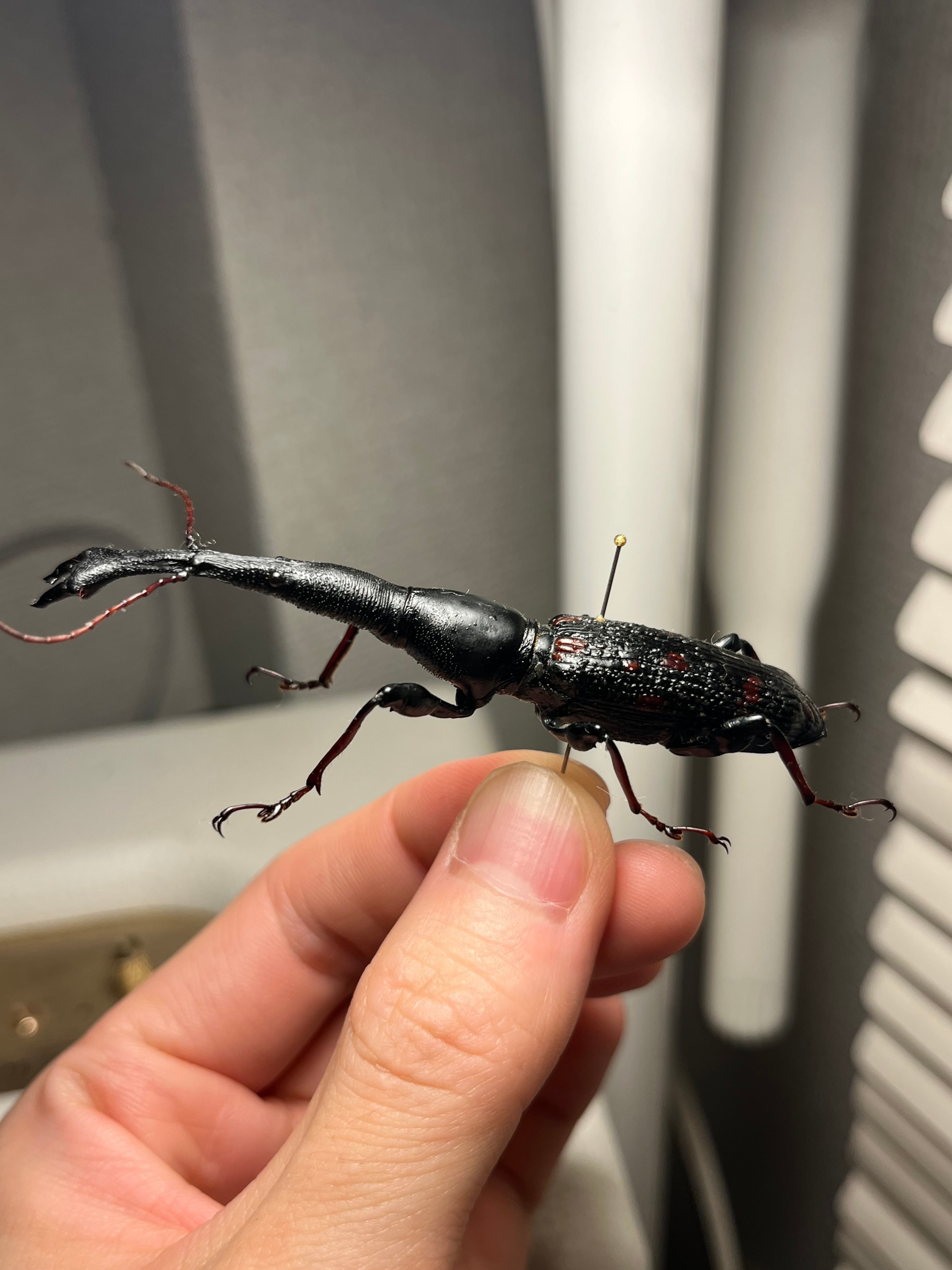巨大】オウサマミツギリゾウムシ 標本 ゴミムシダマシ テントウムシ