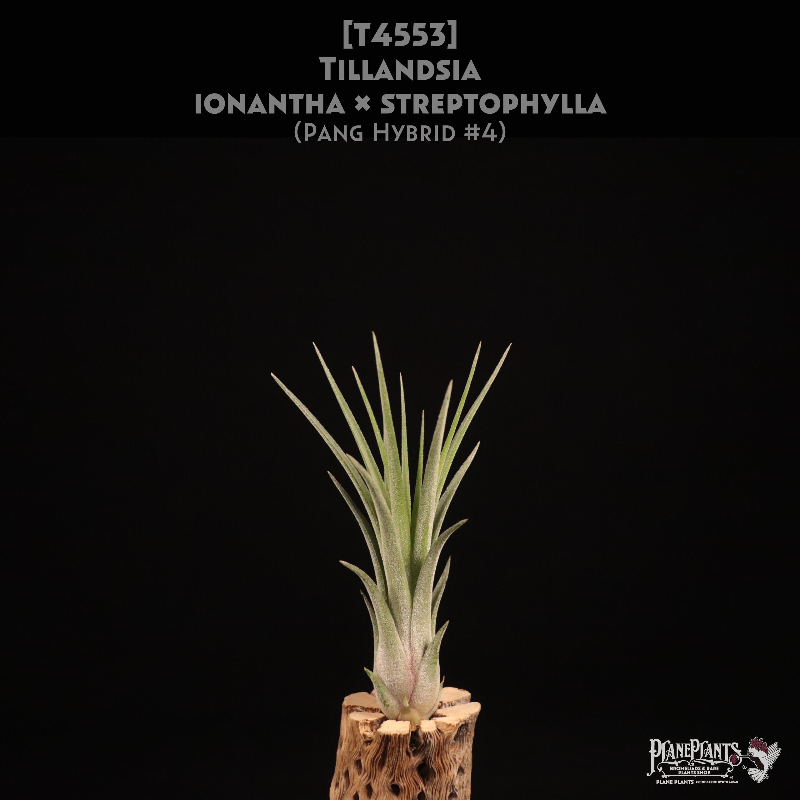 【送料無料】ionantha × streptophylla (Pang Hybrid #4)〔エアプランツ〕現品発送T4553