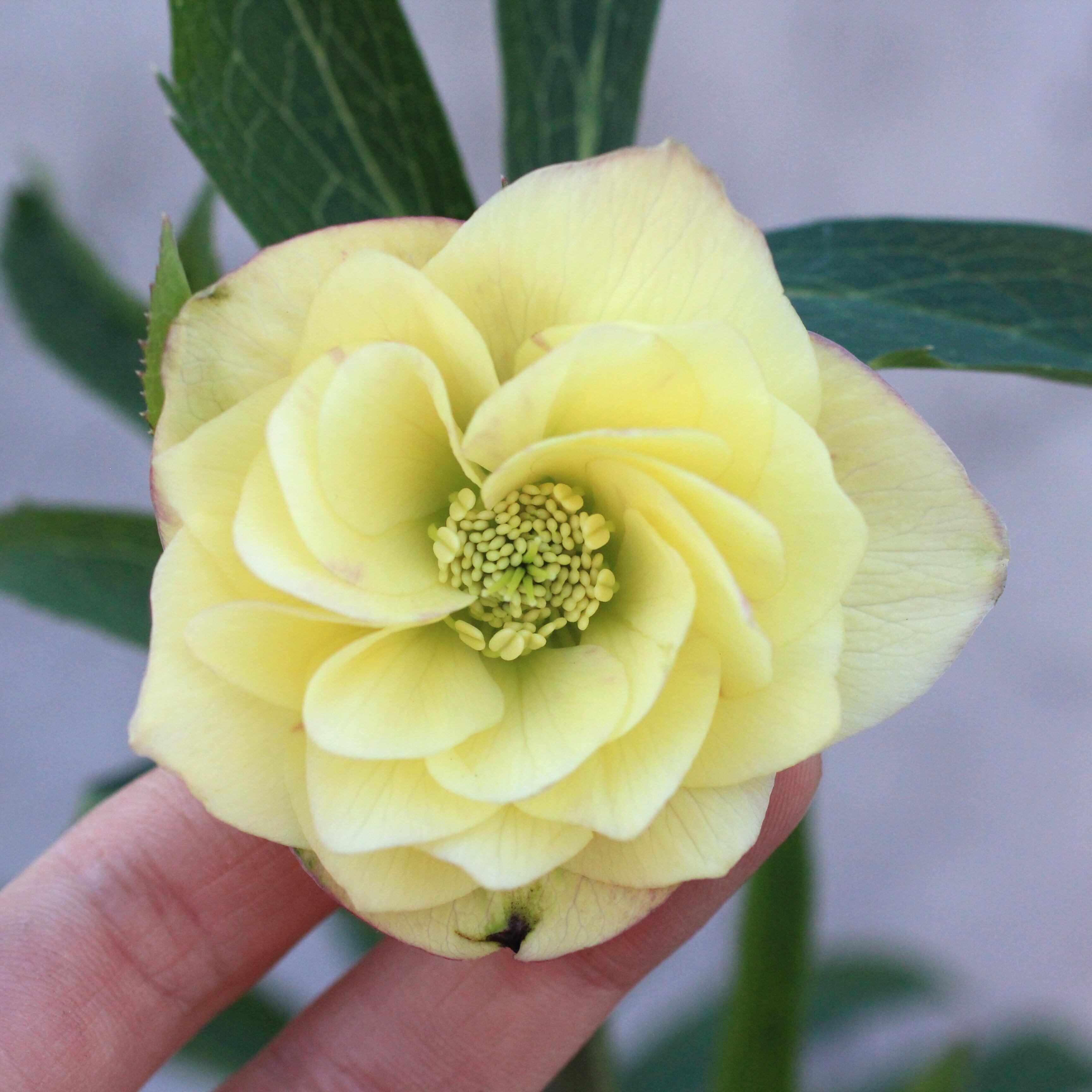 WS26-018 クリスマスローズ ウィンターシンフォニー イエローピンク