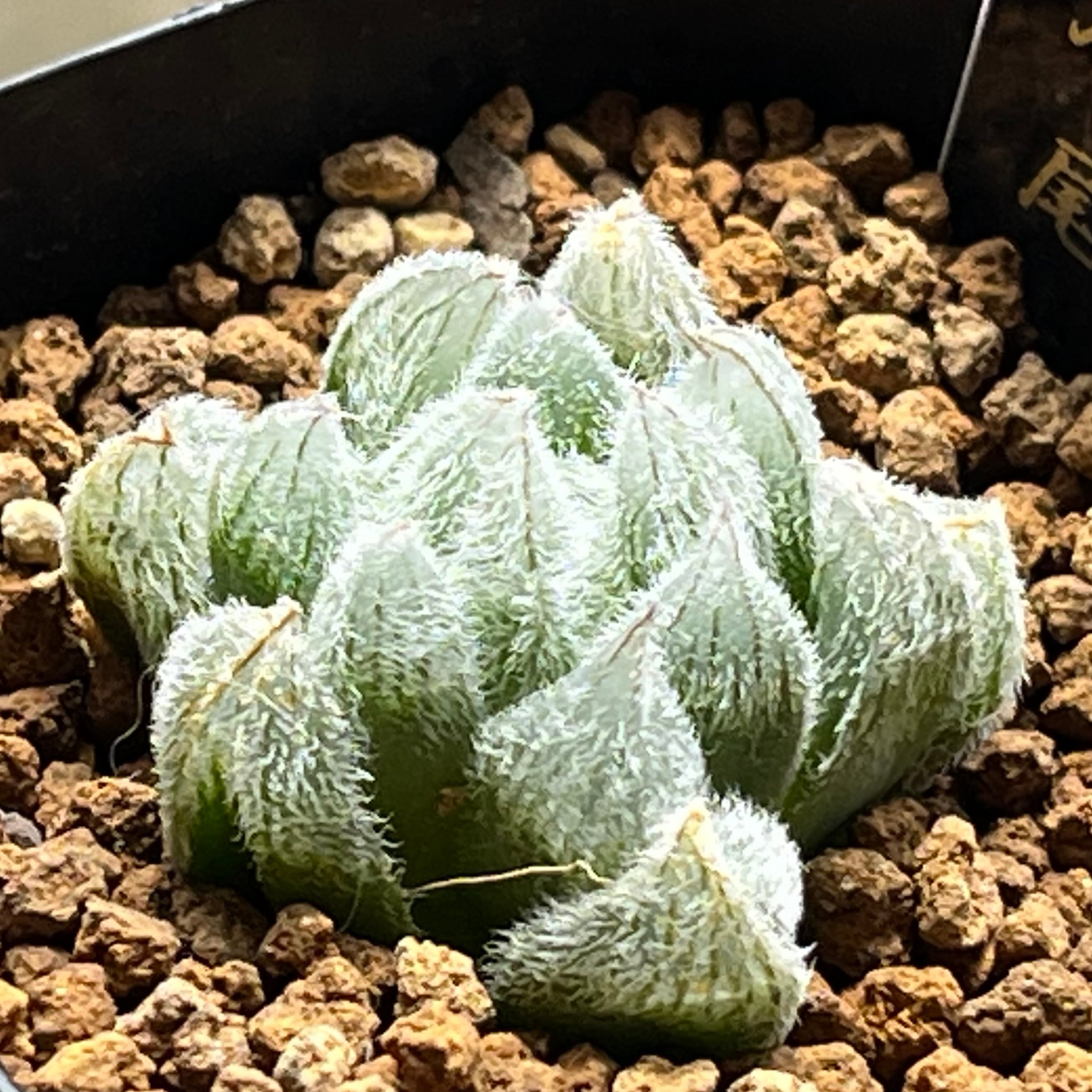 ハオルチア スターズフェアリー | mocono_plants