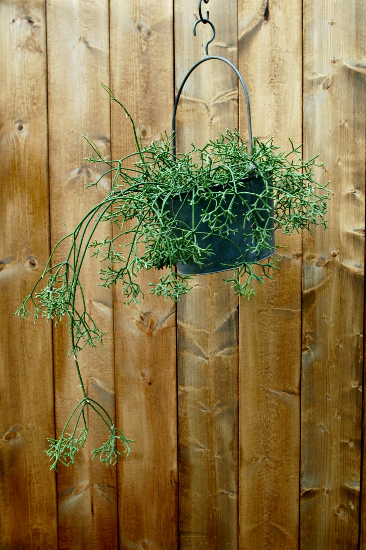 リプサリス　ハンキング リプサリス（ハンギング）Plants | hues design online store