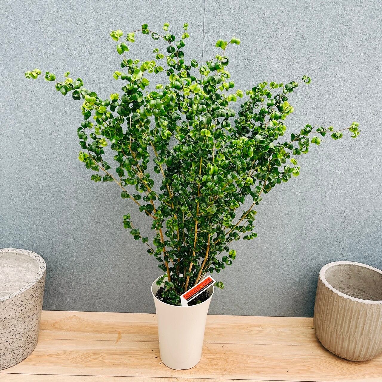［現品］7番　ドラセナ　コンシンネ　トリカラー　観葉植物　室内　8号　かっこいい 現品］7番 ドラセナ コンシンネ トリカラー 観葉植物 室内 8号