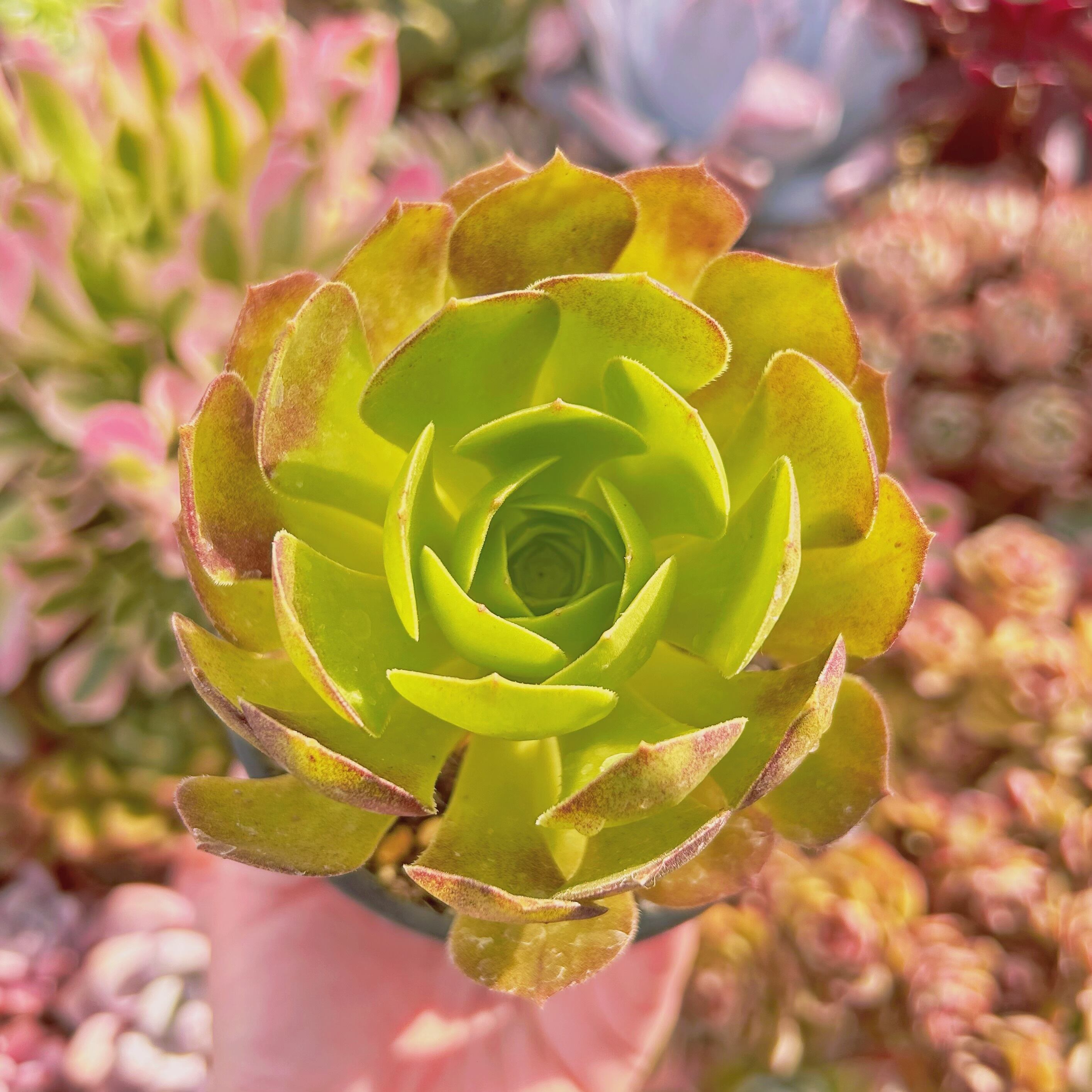 #910現物　多肉植物　サラダボール(Aeonium)　抜き苗