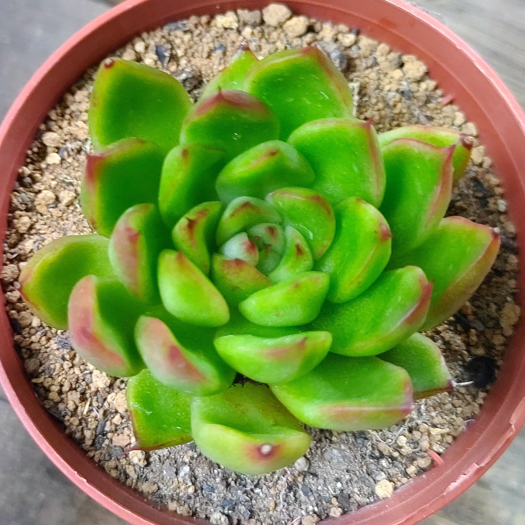 紫牡丹 センペル | RuPo 多肉植物専門店