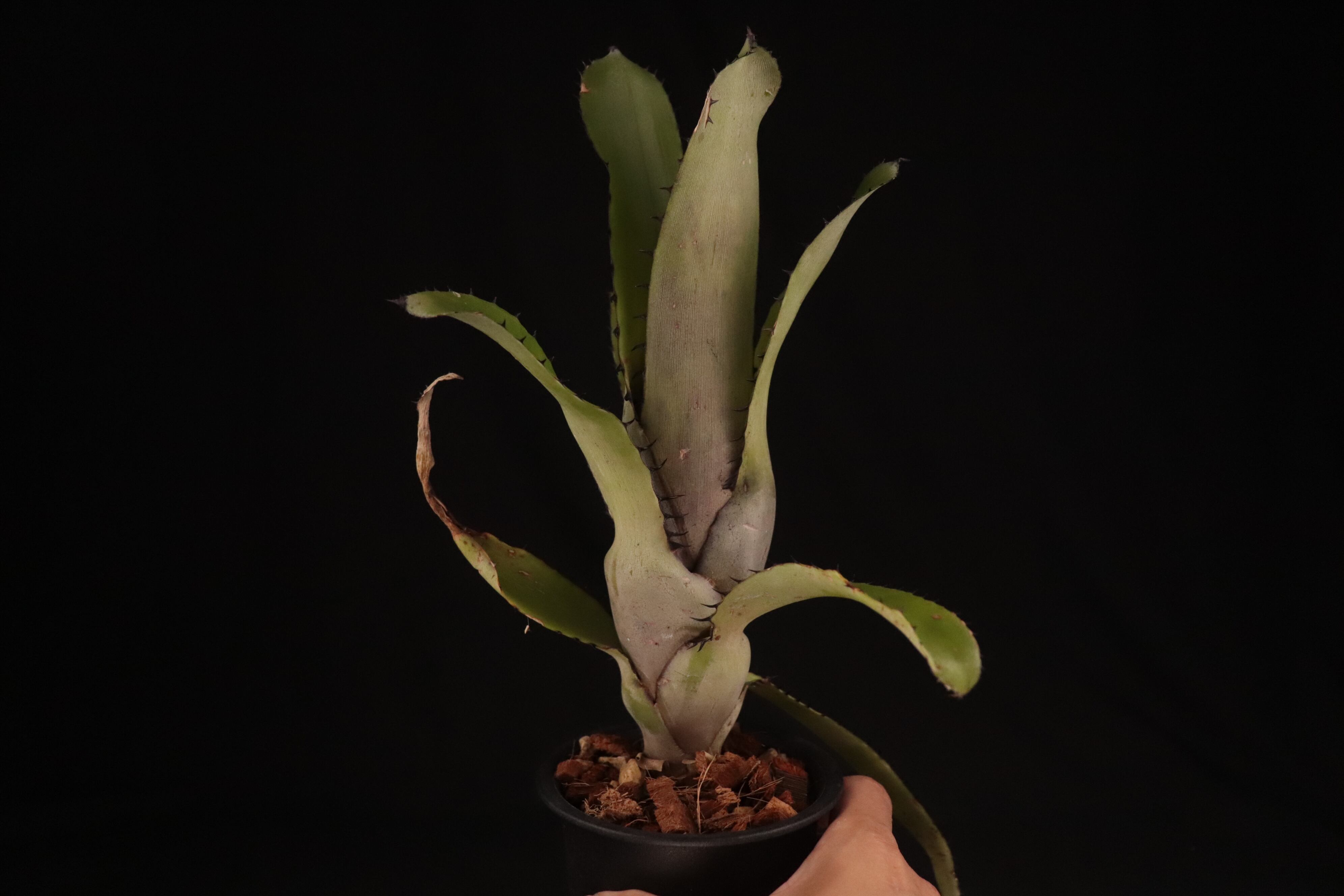 送料無料】Aechmea setigera Silver Special Form〔エクメア〕現品発送