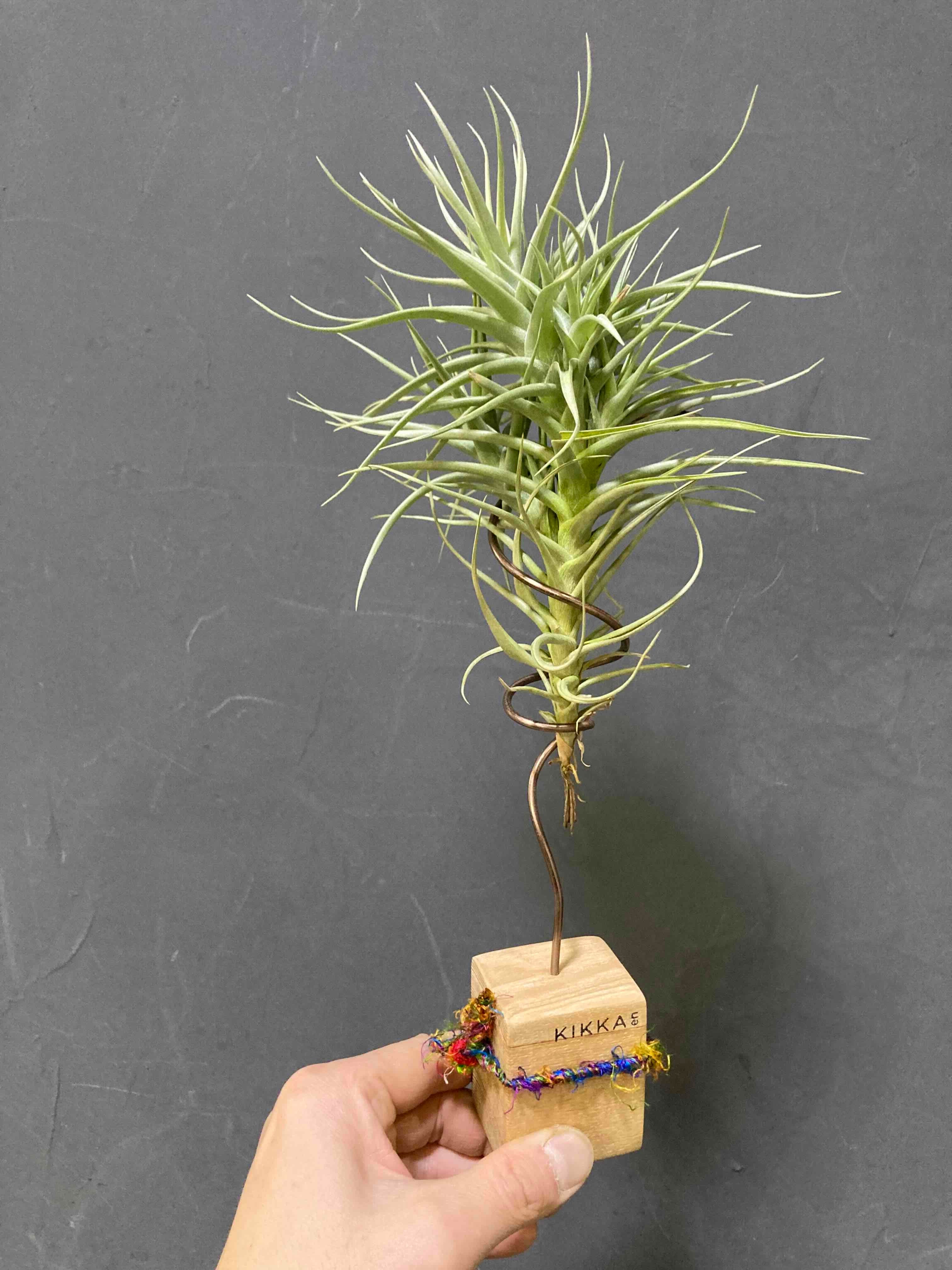 チランジア・ベルゲリ【オリジナルスタンド付き！】