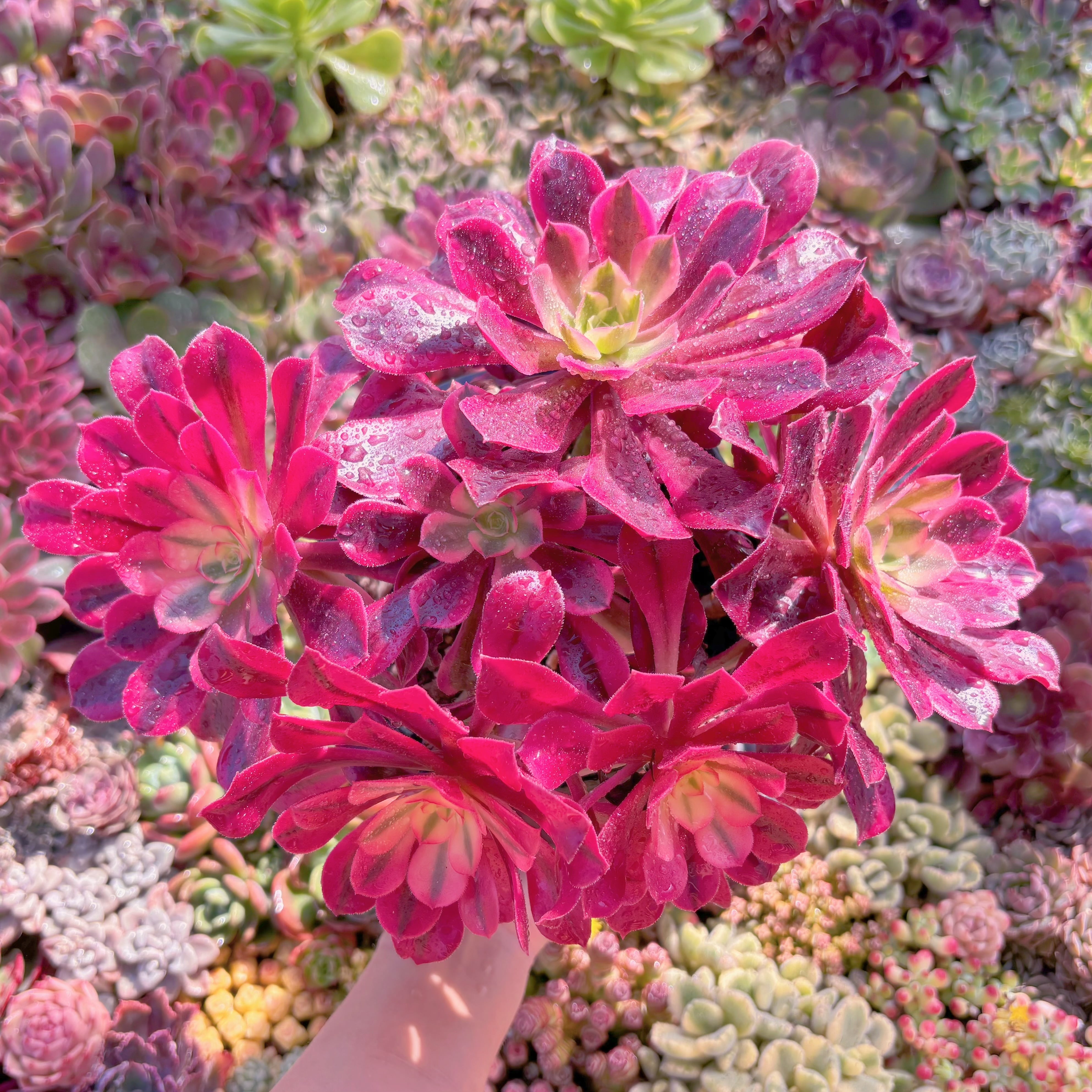 現品　メデューサ#625　大群生　るる農園