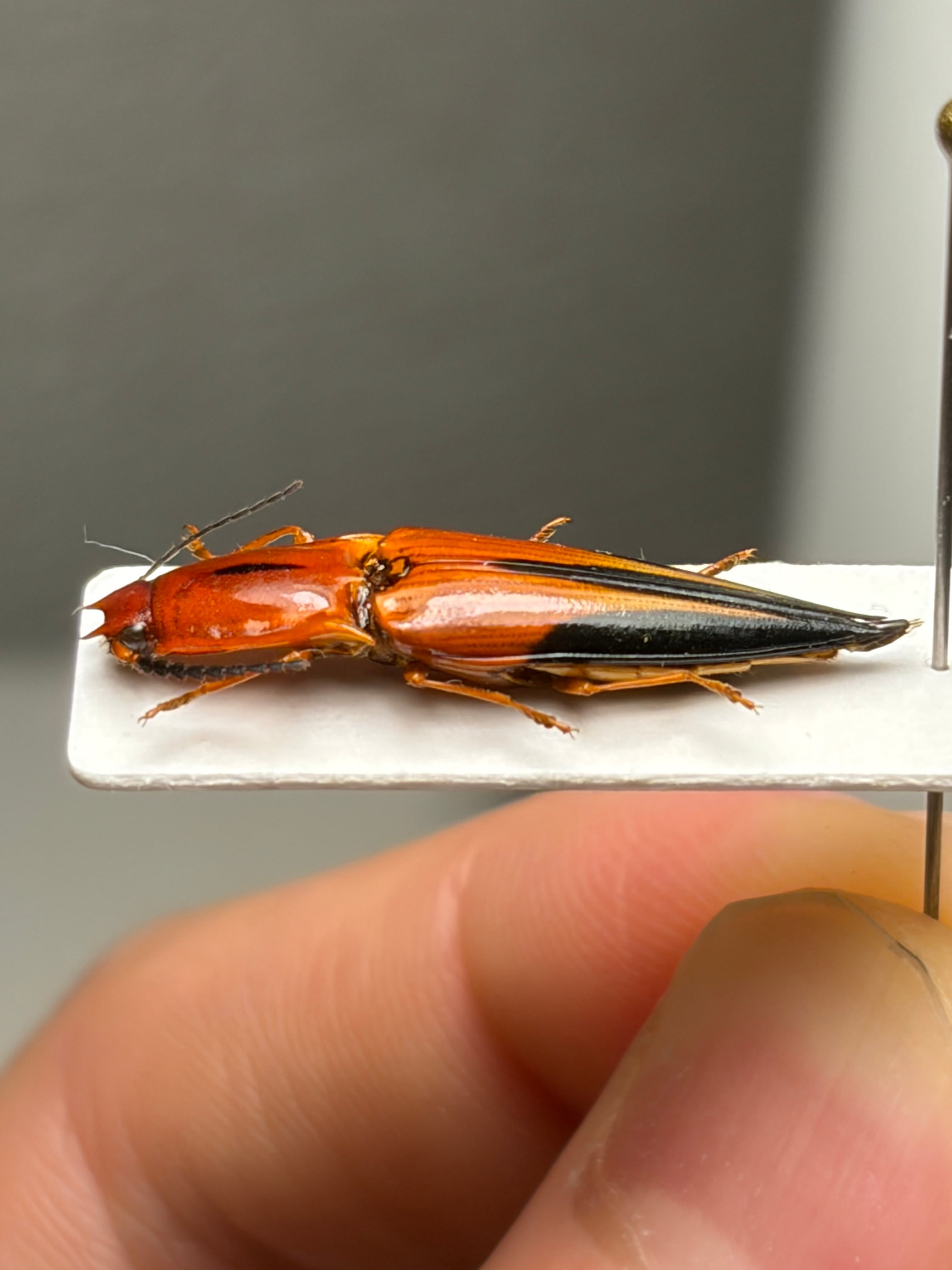 23mm】フェラーリコメツキムシ アングラトゥスミカドコメツキムシ 甲虫