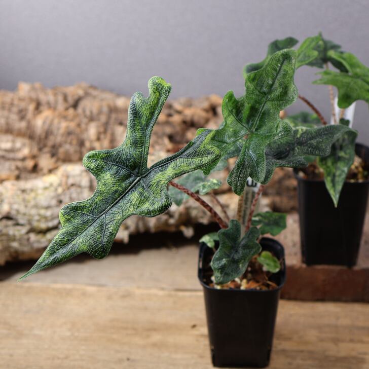 745『urban jungle アロカシア ジャックリン 斑入り』 観葉植物【送料