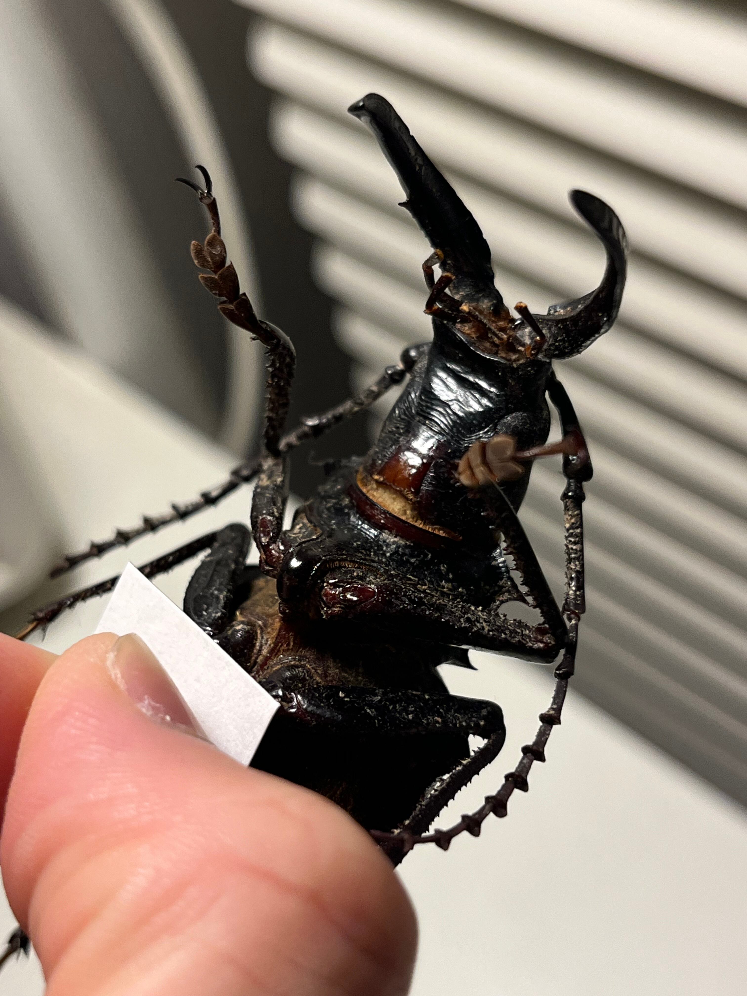 80mm】シャムオオキバノコギリカミキリムシ オサムシタガメ