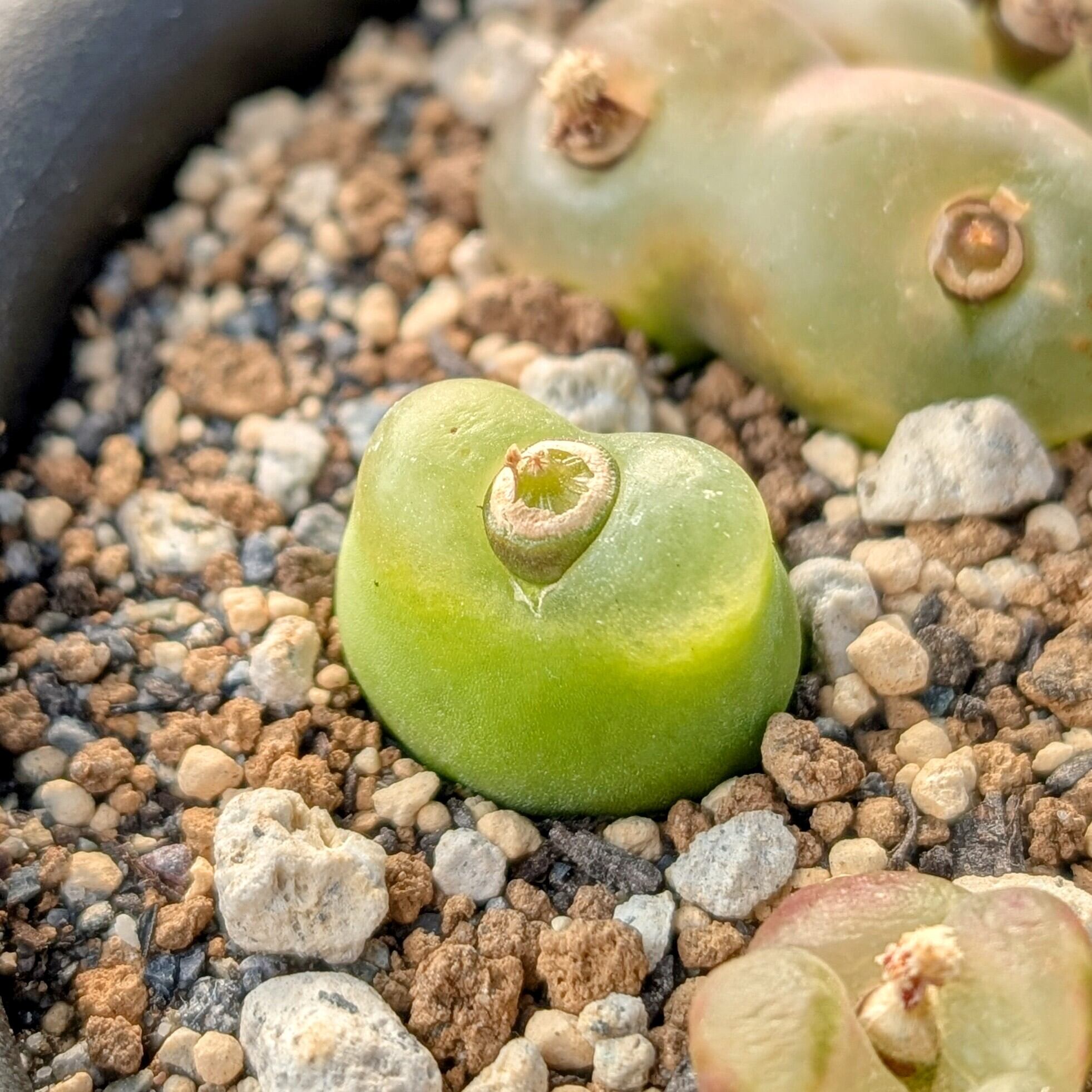 種子(大容量お得パック)/100粒】Conophytum maughanii subsp. latum