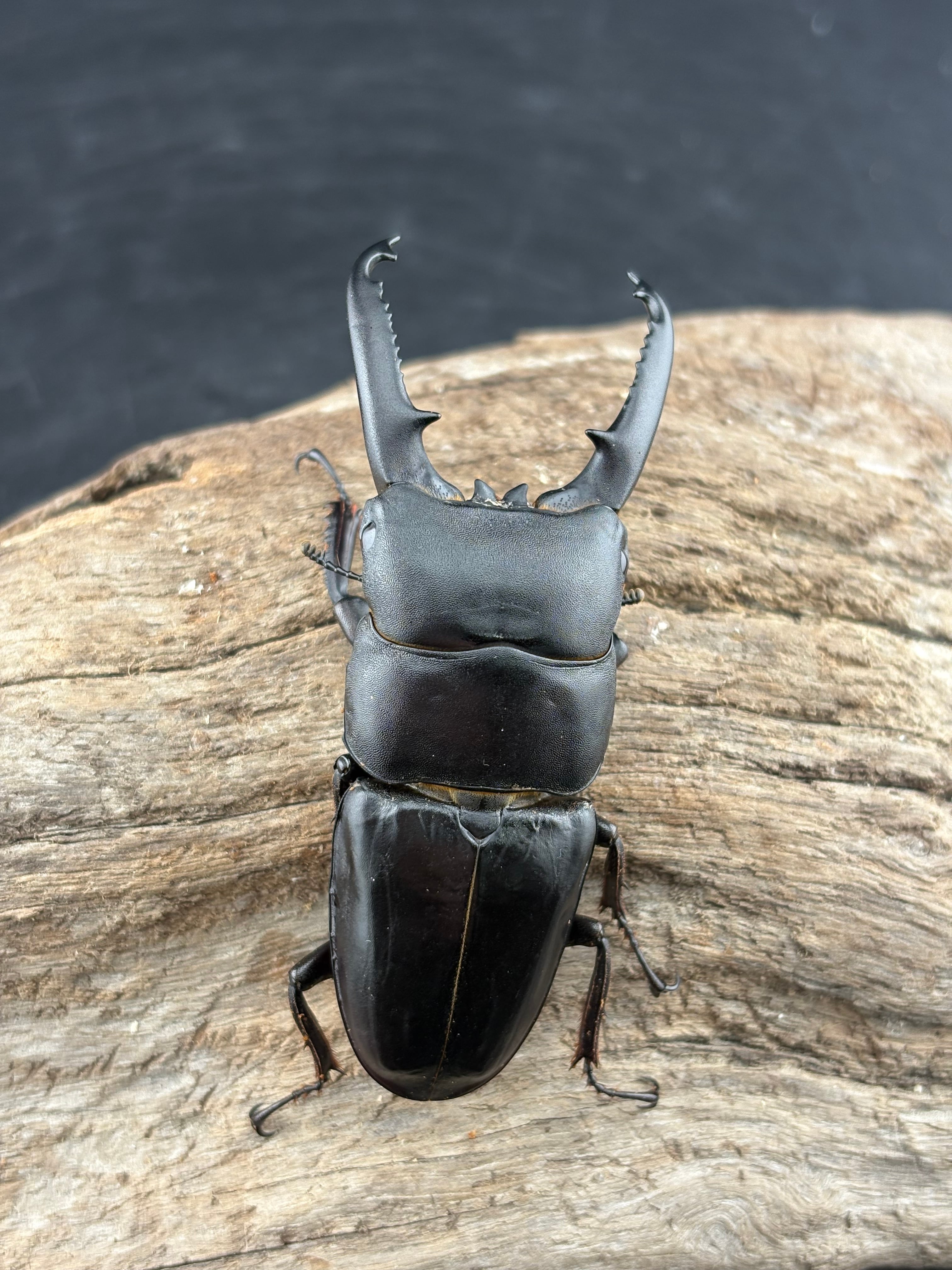 クワガタ WD】《ブケットフタマタクワガタ 73mm ペア》 | KPW公式オンラインショップ