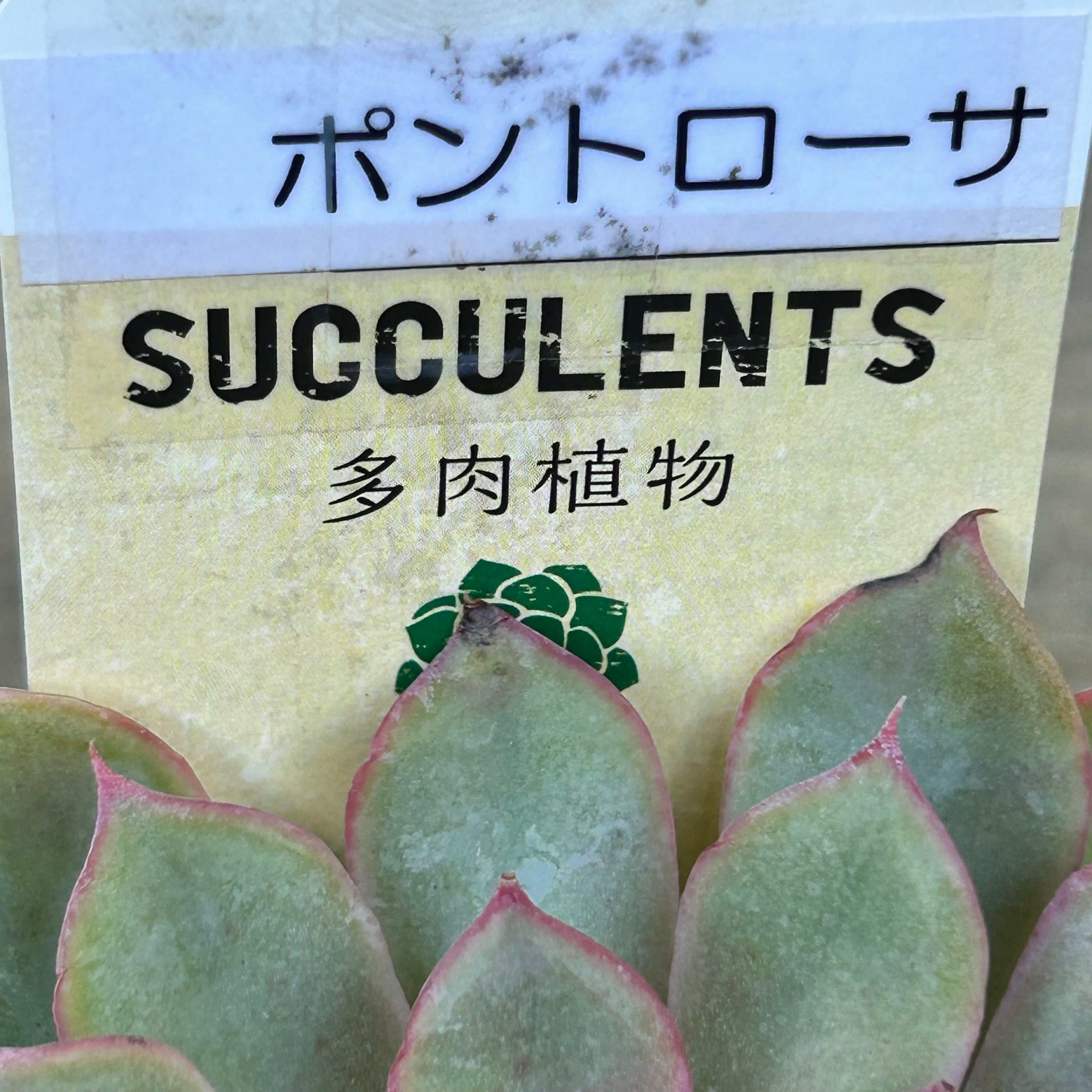 ポントローサ | RuPo 多肉植物専門店 ポントローサ | RuPo 多肉植物専門店