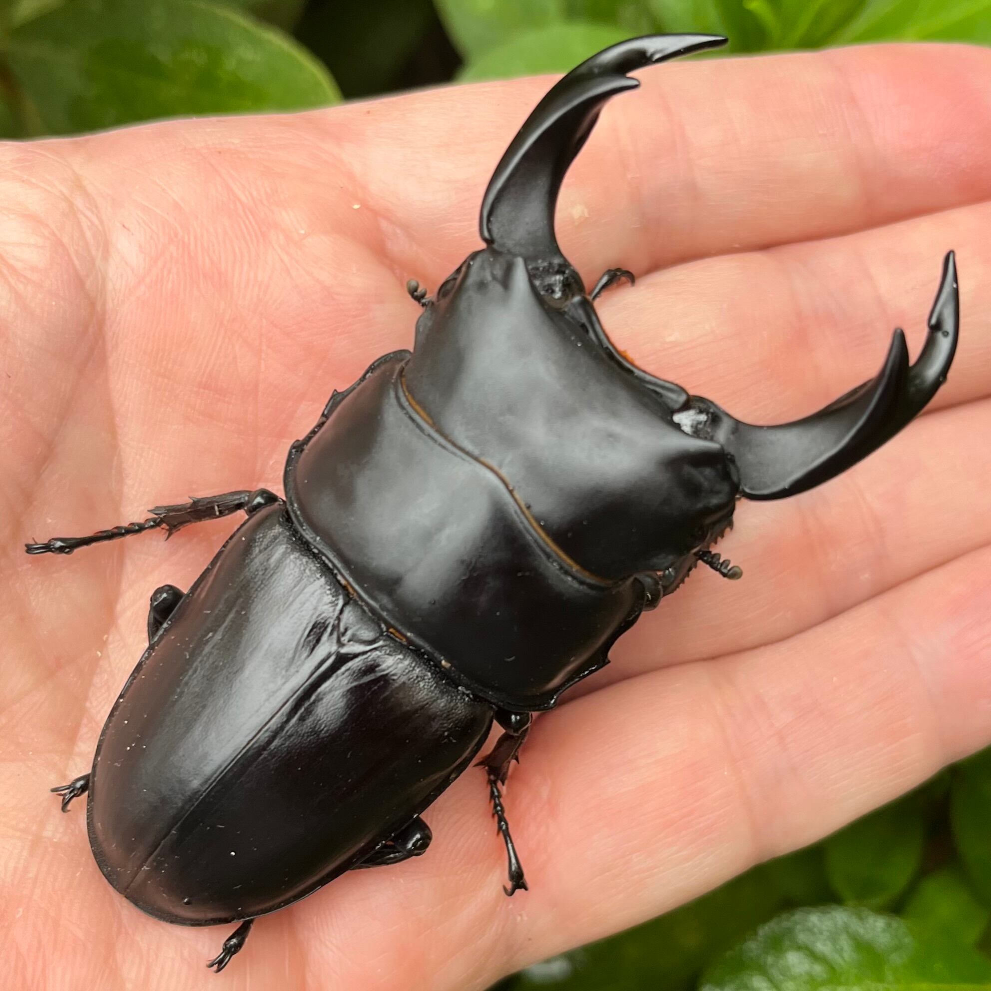 山梨県北杜市明野町産オオクワガタ♀単品F1個体 #7240 | Dorcus NAVI
