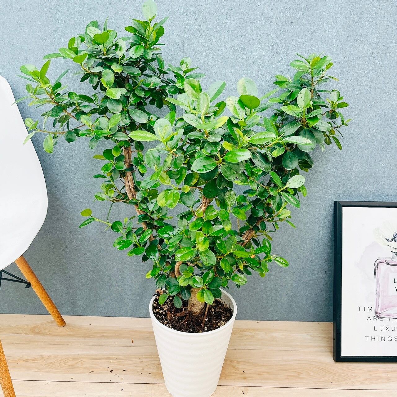 現品］20番 フィカス エラスティカ ソフィア 7号 観葉植物 室内 人気