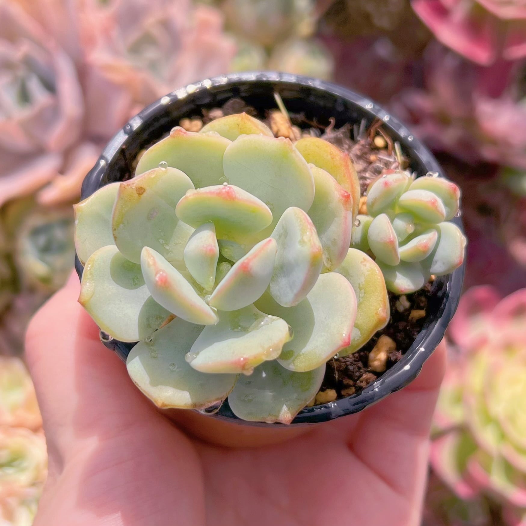 現品　バニラビス#589　るる農園