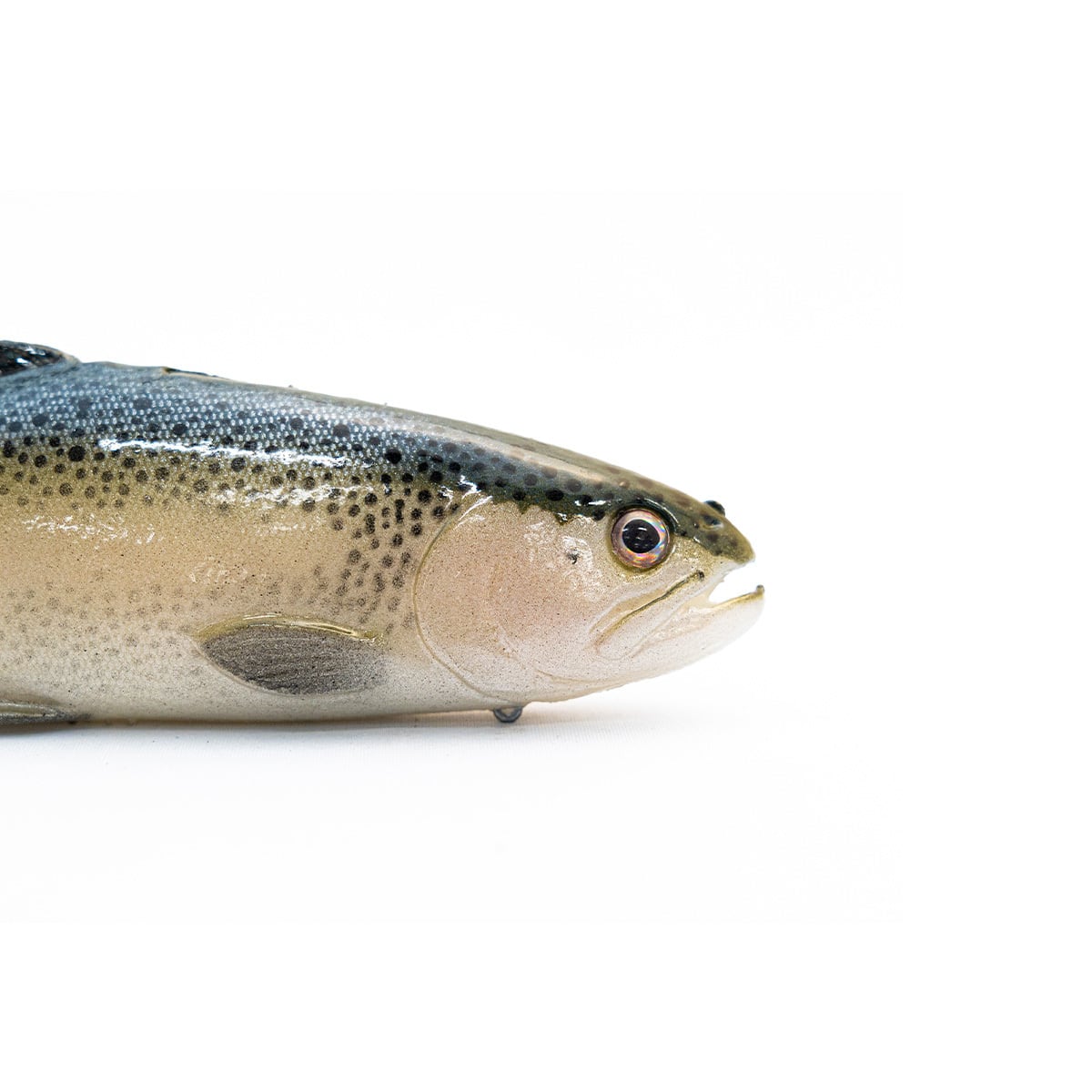 Chaos Bait / Chaos Trout 9.5 #Light Trout | modeB Trading