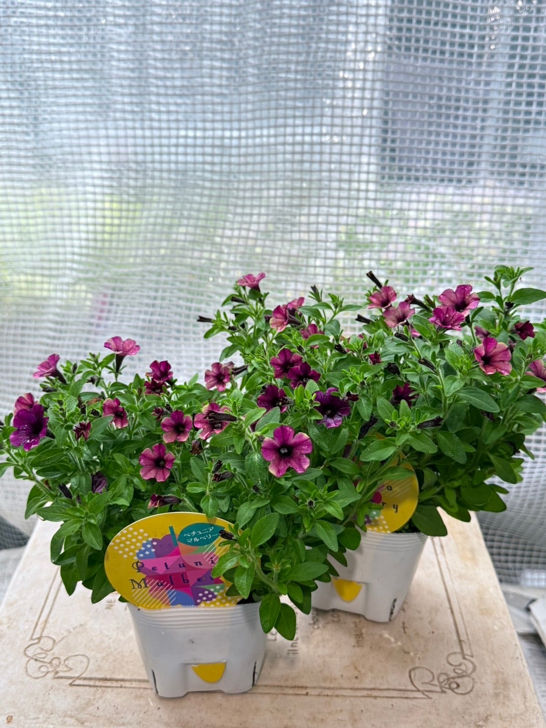 送料無料 花日和さんのペチュニア6ポットセット | 寄せ植え屋ゆっこはん