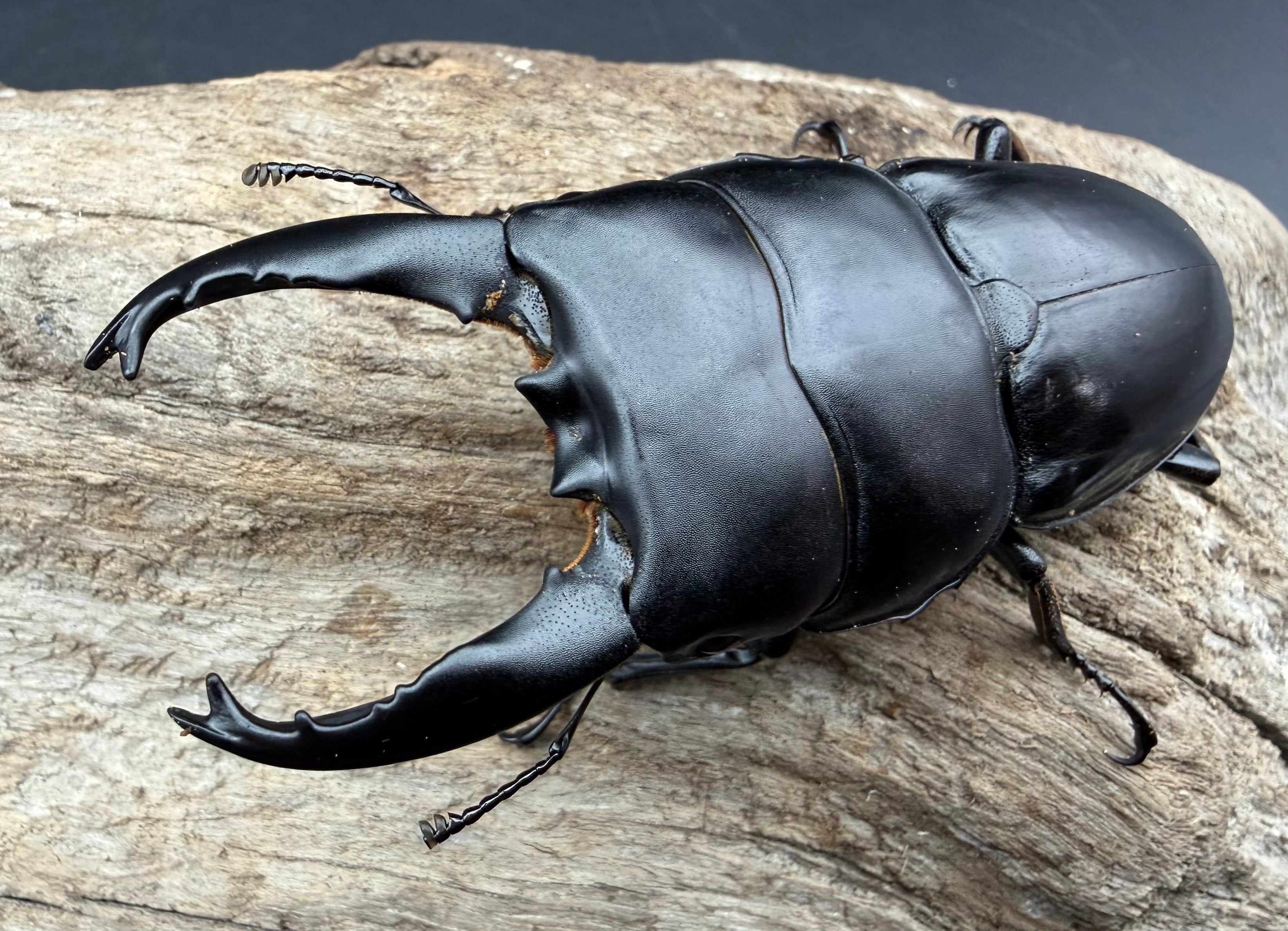 WD】長歯《アルキデスヒラタ ベンクール産 83mm ペア》 | KPW公式