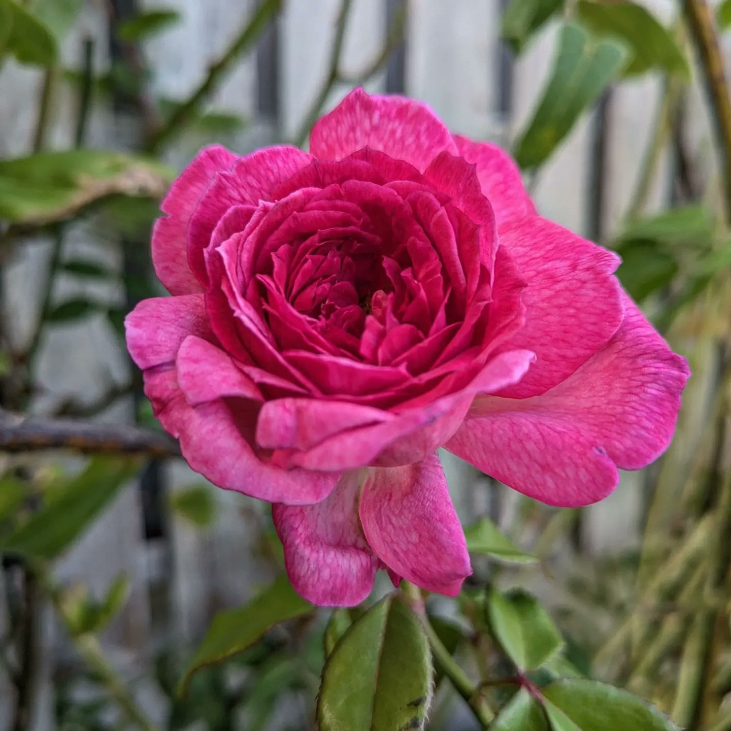 公式写真バラ売り 5/18 バラ | 藤沢市長久保公園 都市緑化植物園・生物多様性センター