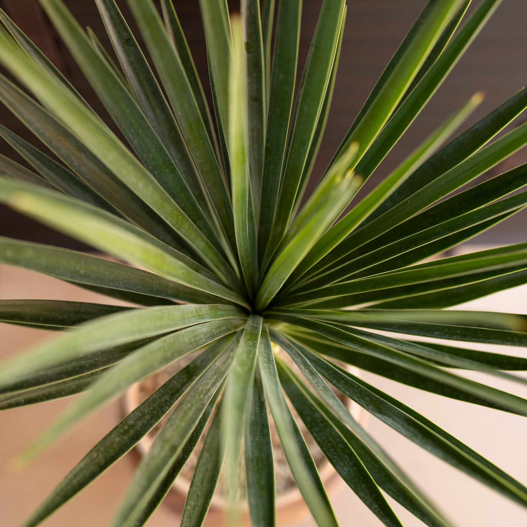 ユッカ レクルビフォリア メロウイエロー 縞斑 レア 鉢ごと ユッカ