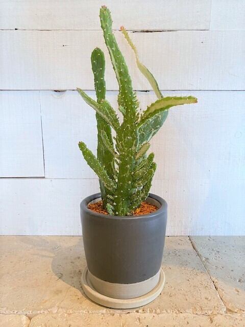 ウチワサボテン・マーブル 陶器鉢入り ※Φ15cm | Botanical56