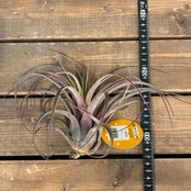 チランジア　ラブノット（カピタータ×ストレプトフィラ）【949】