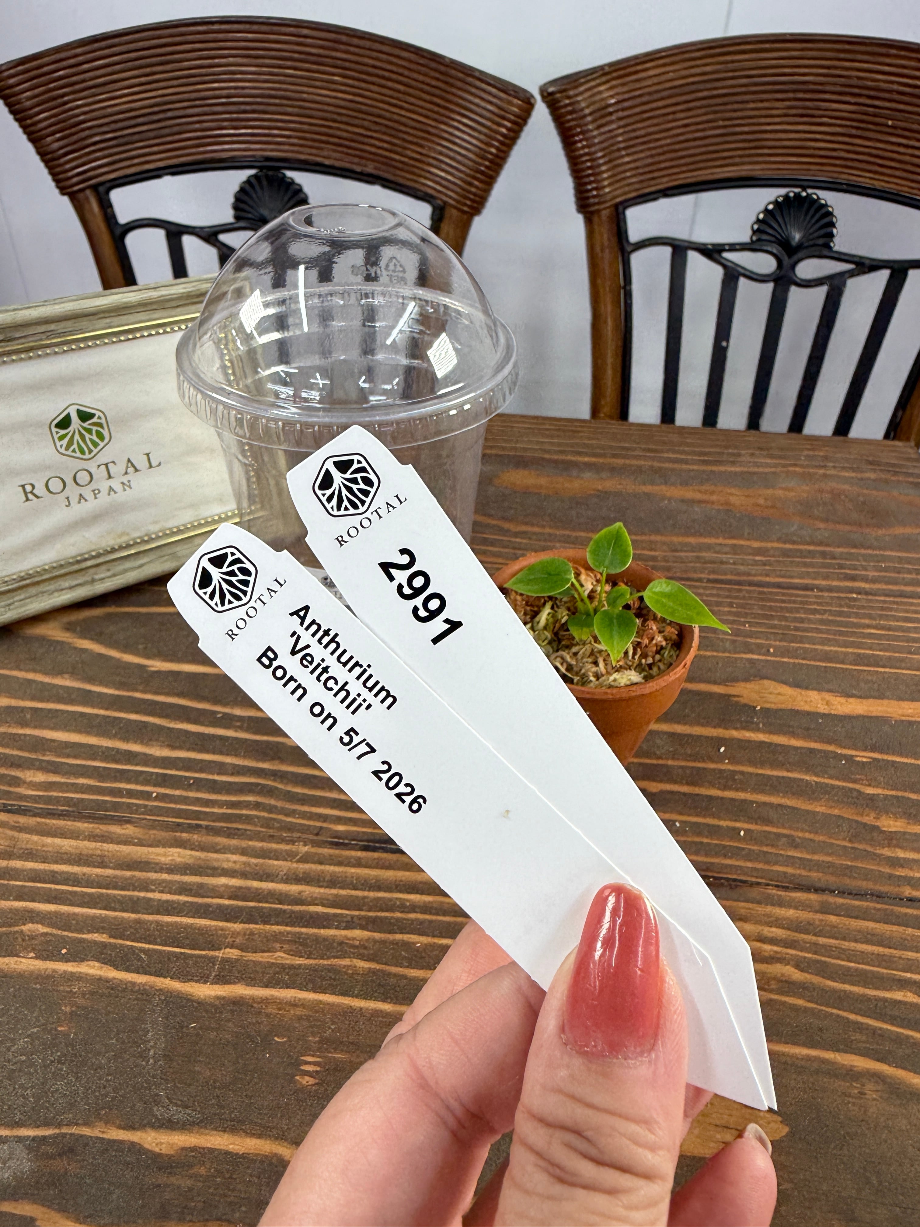 アンスリウム | ROOTALPLANTS