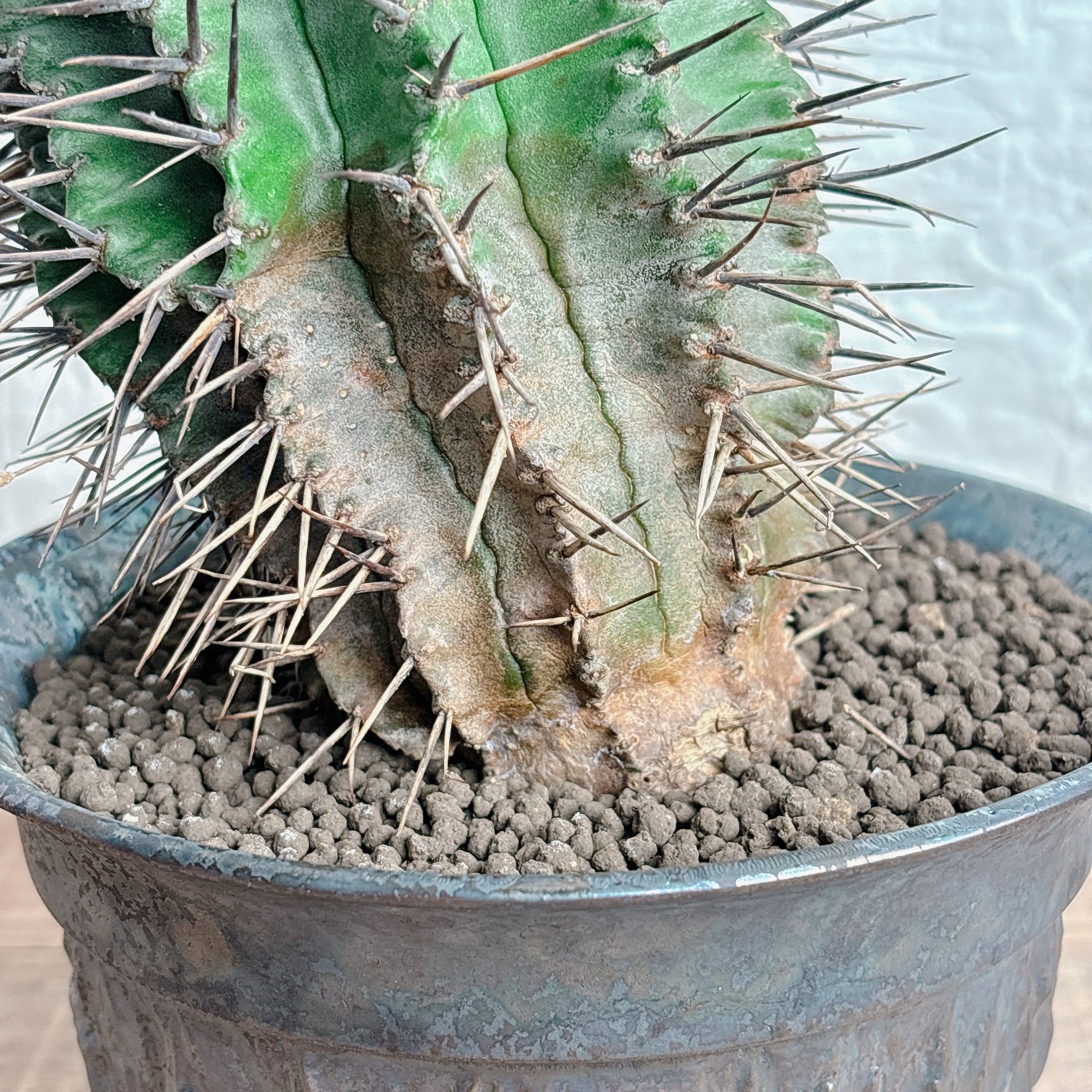 ユーフォルビア ホリダ | yu25plants