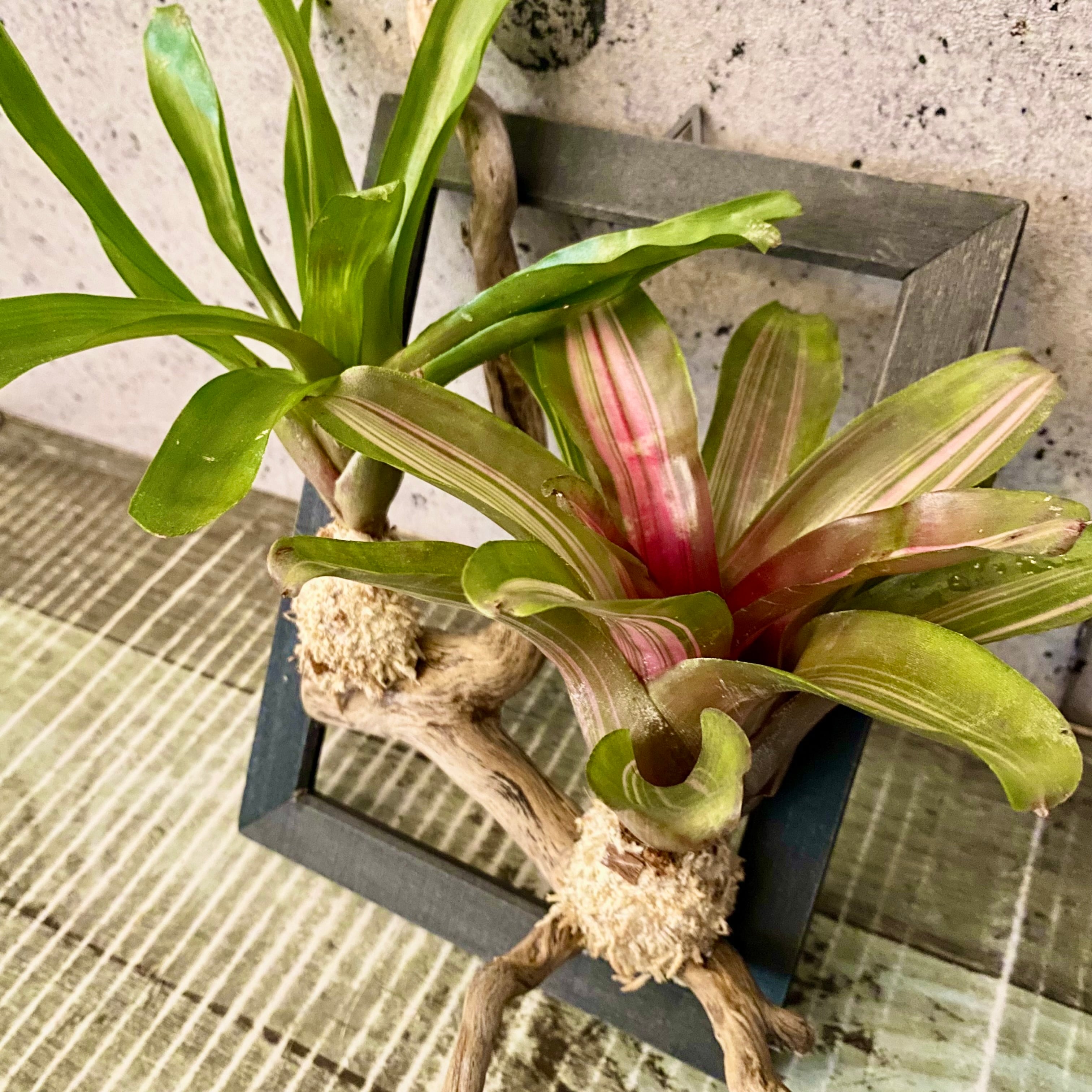 タンクブロメリア | Planet Plants プラネットプランツ