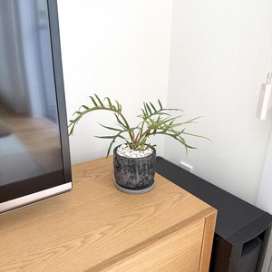 フィロデンドロン・トータム