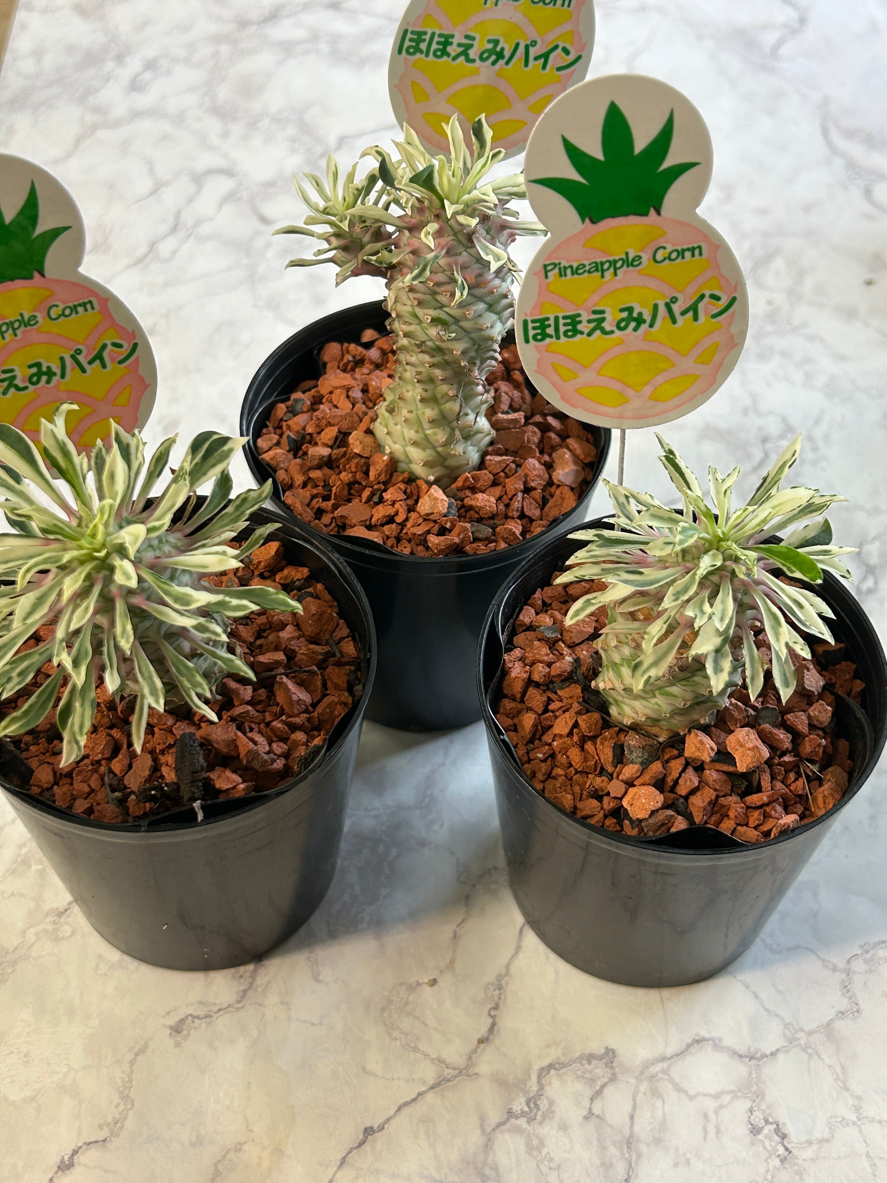 多肉植物 | GREEN JAM foliageplant