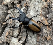 【WD】《パリーミヤマクワガタ 38mm ペア》