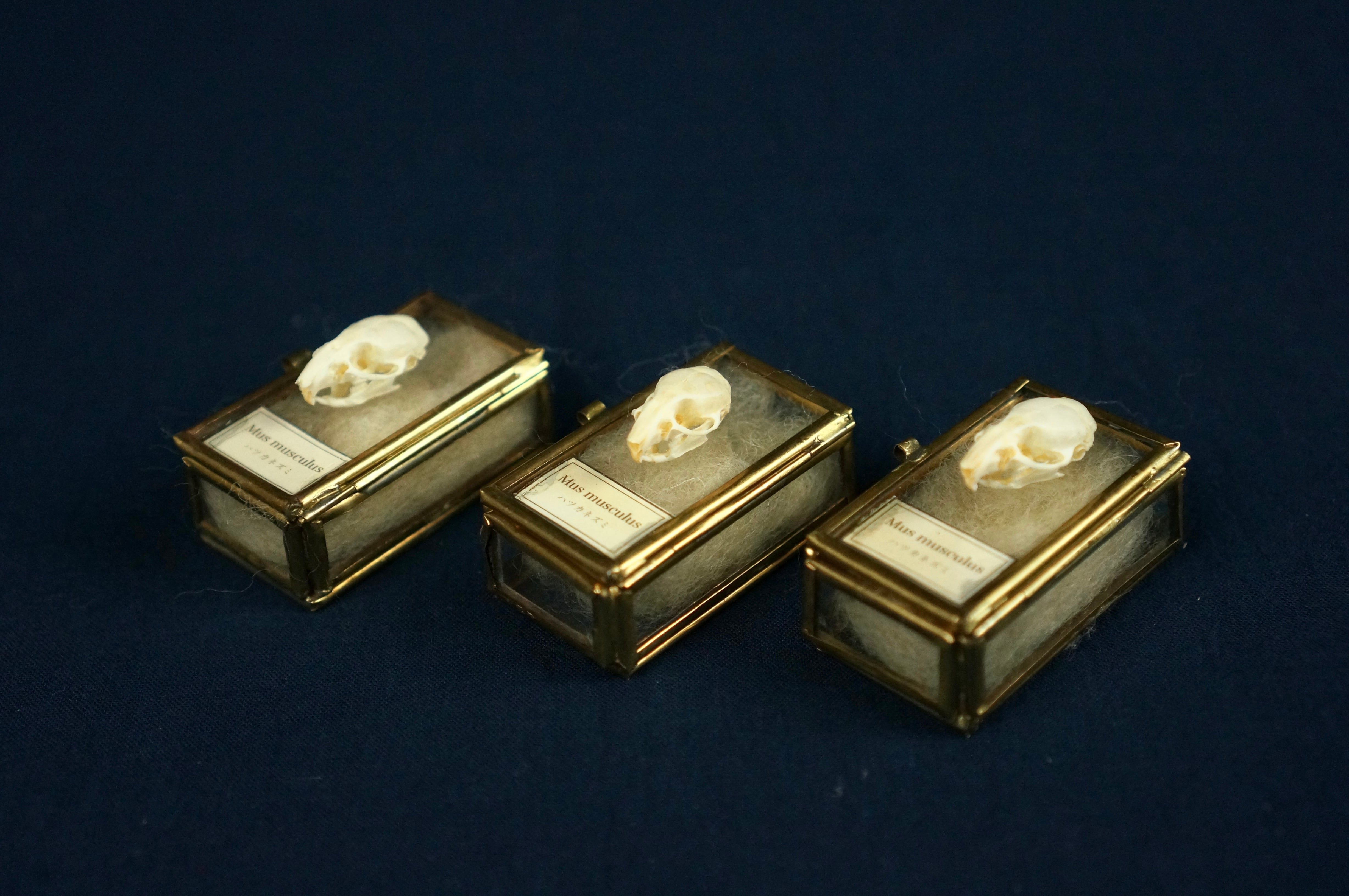 骨ネズミ初期　ノーマル　1枚 遊戯王】 骨ネズミ 1期 は/ノー の通販 - カーナベル