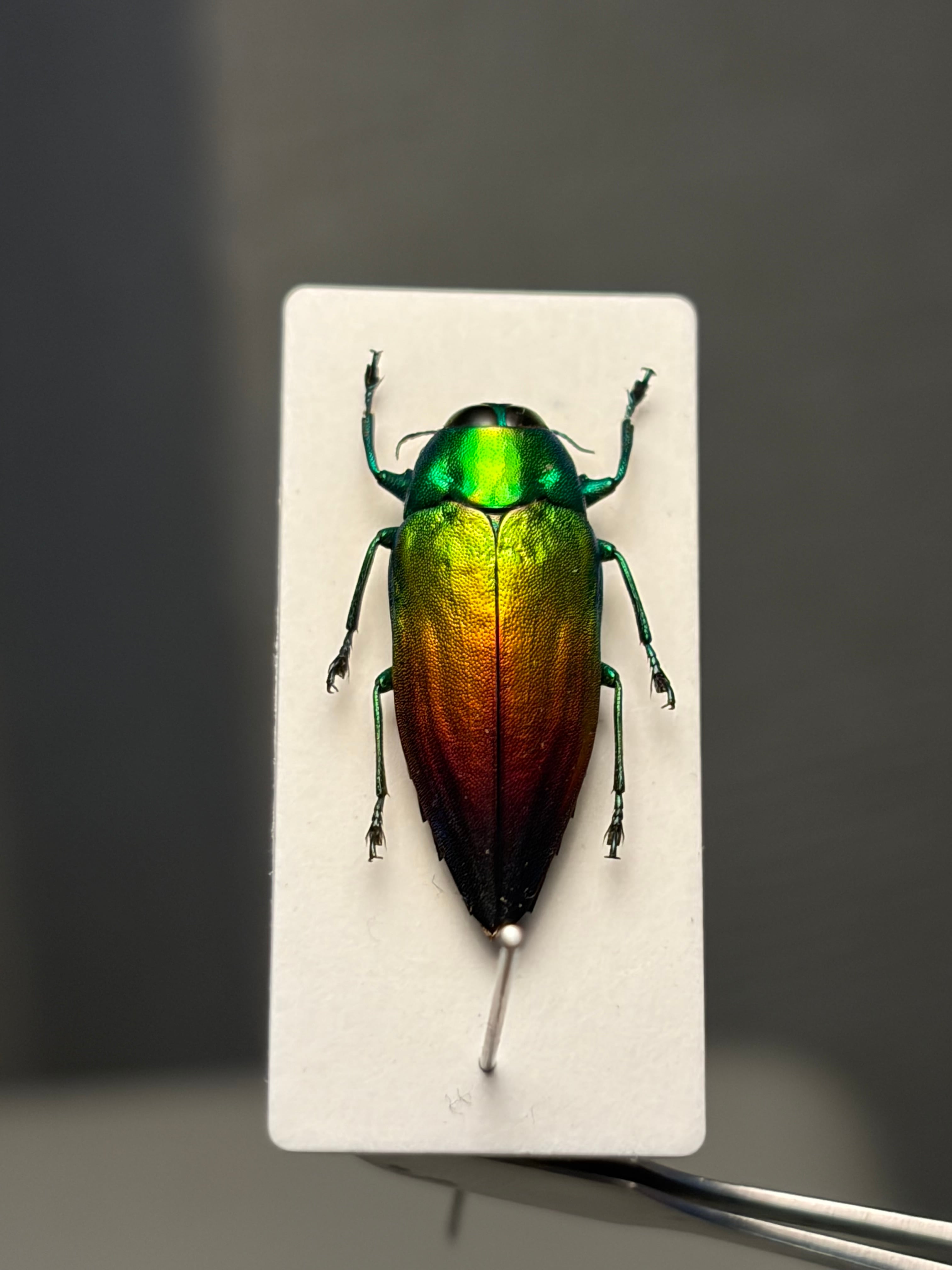 マダガスカルの虹色の美麗タマムシ 標本 Actenodes aluaudiスハンダエ