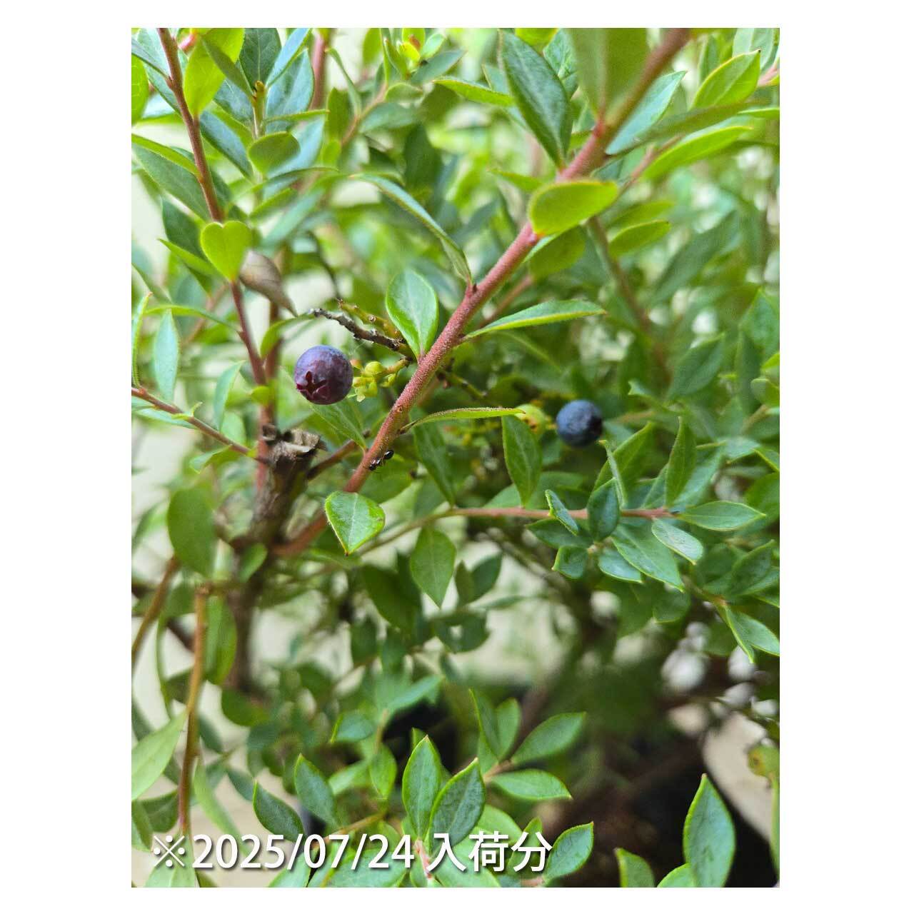 Wild blueberry 'pretty' | Seeding