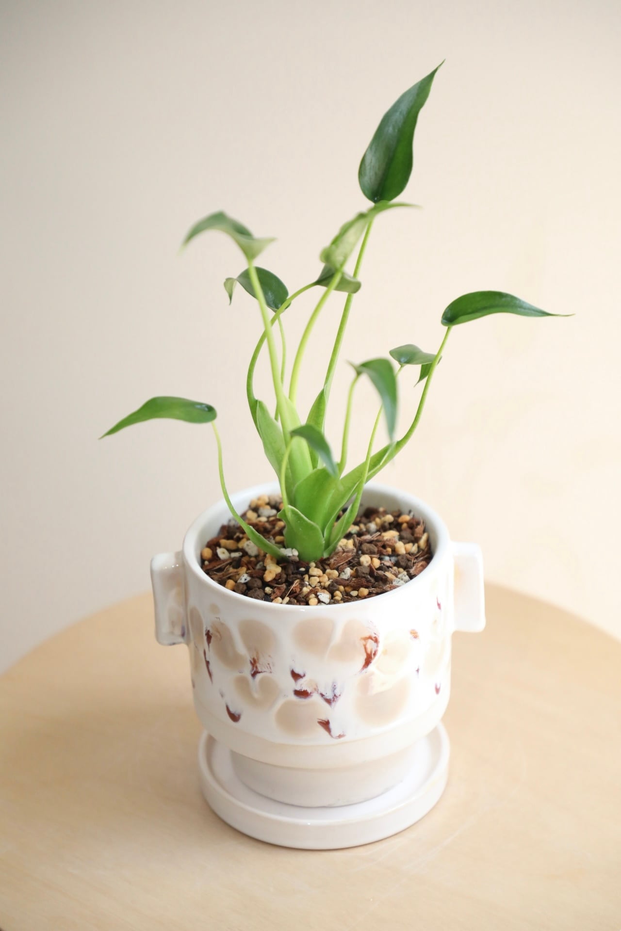 M】アロカシア タイニーダンサー/Alocasia | 【厳選植物・器】MIDORI M】アロカシア タイニーダンサー/Alocasia | 【厳選植物・器】MIDORI