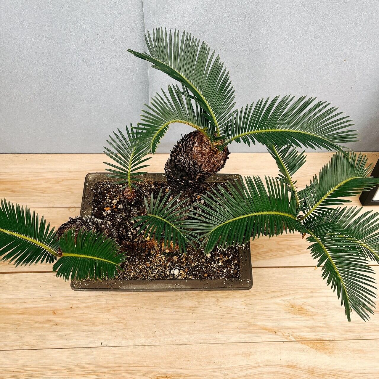 タイムセール3万値下　珍品　奄美多頭ソテツ　一点物　希少 楽天市場】【現品発送】奄美姫蘇鉄(アマミヒメソテツ) 大株 苗木 12号